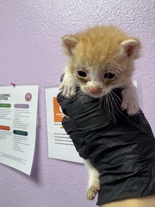 59699537, Adoptable, Kitten Female Domestic Short Hair.