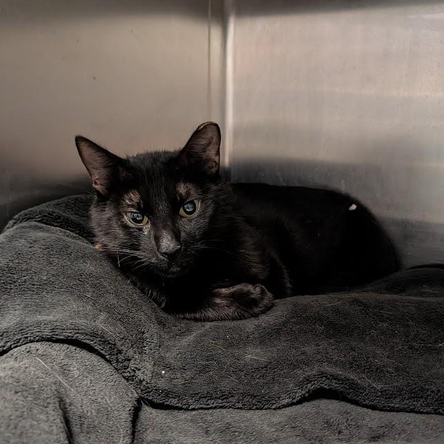 JJ, adoptable, Adult Male Domestic Short Hair.