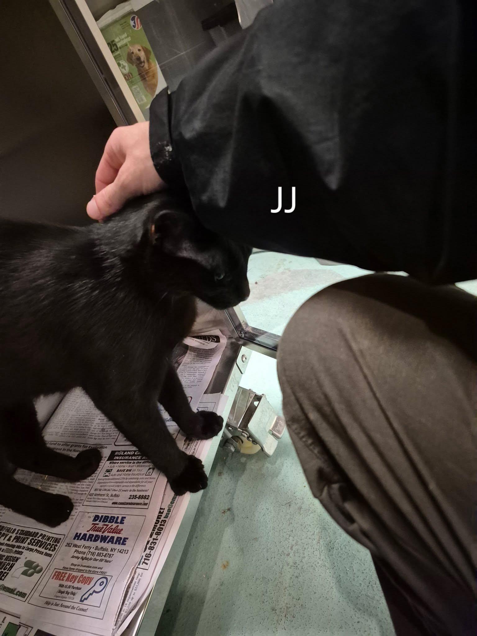 JJ, an adoptable Domestic Short Hair in Buffalo, NY image 4/4