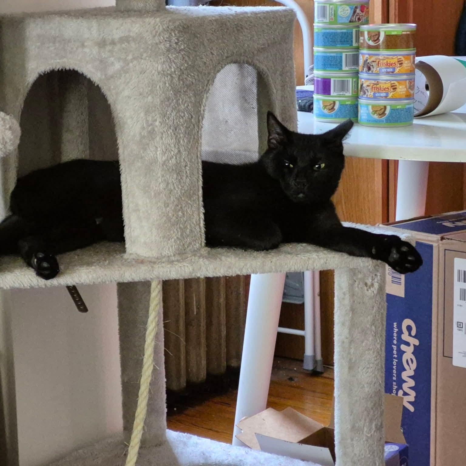 Enlarge JJ, a Adoptable Domestic Short Hair in Buffalo, NY image 2/5