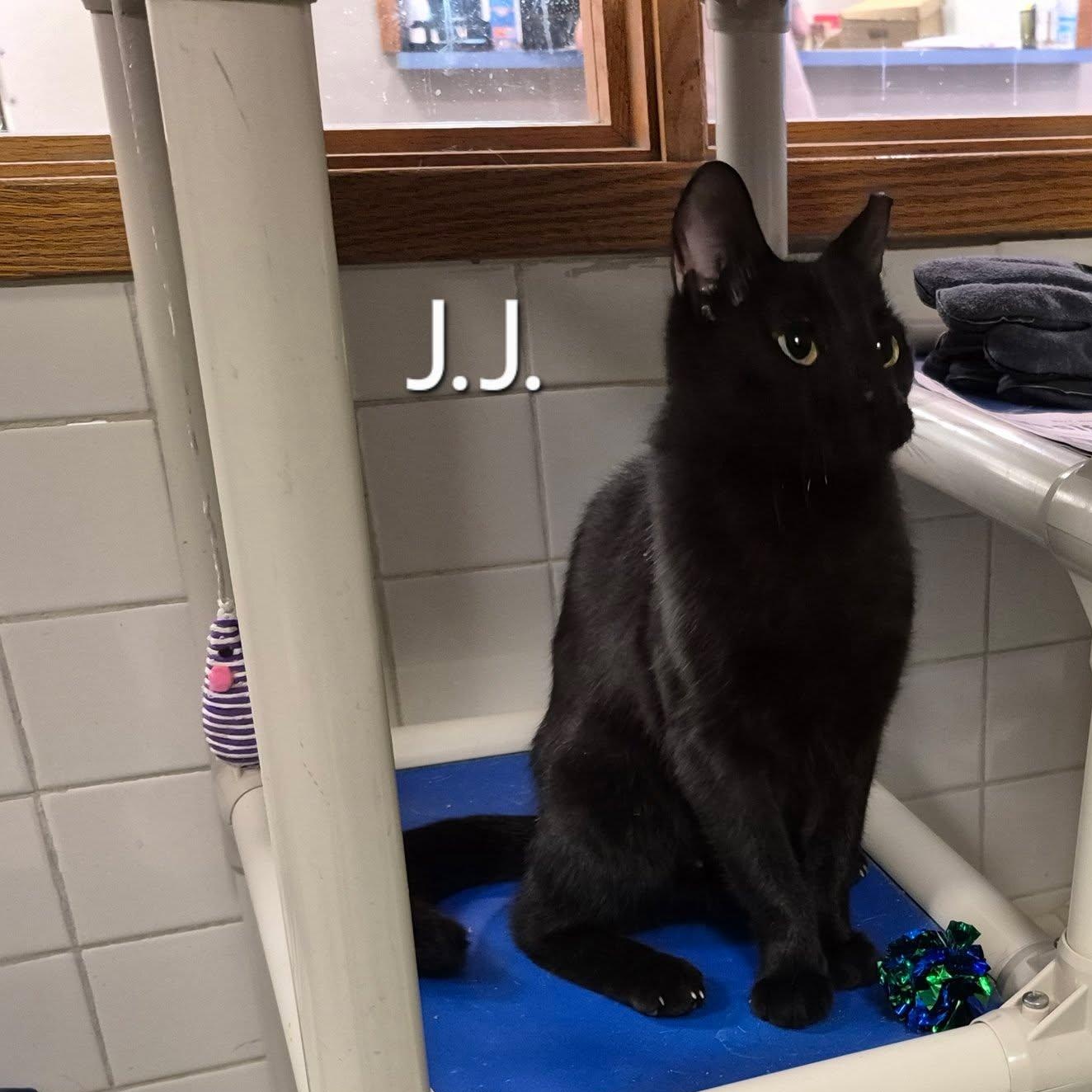 JJ, an adoptable Domestic Short Hair in Buffalo, NY image 3/4