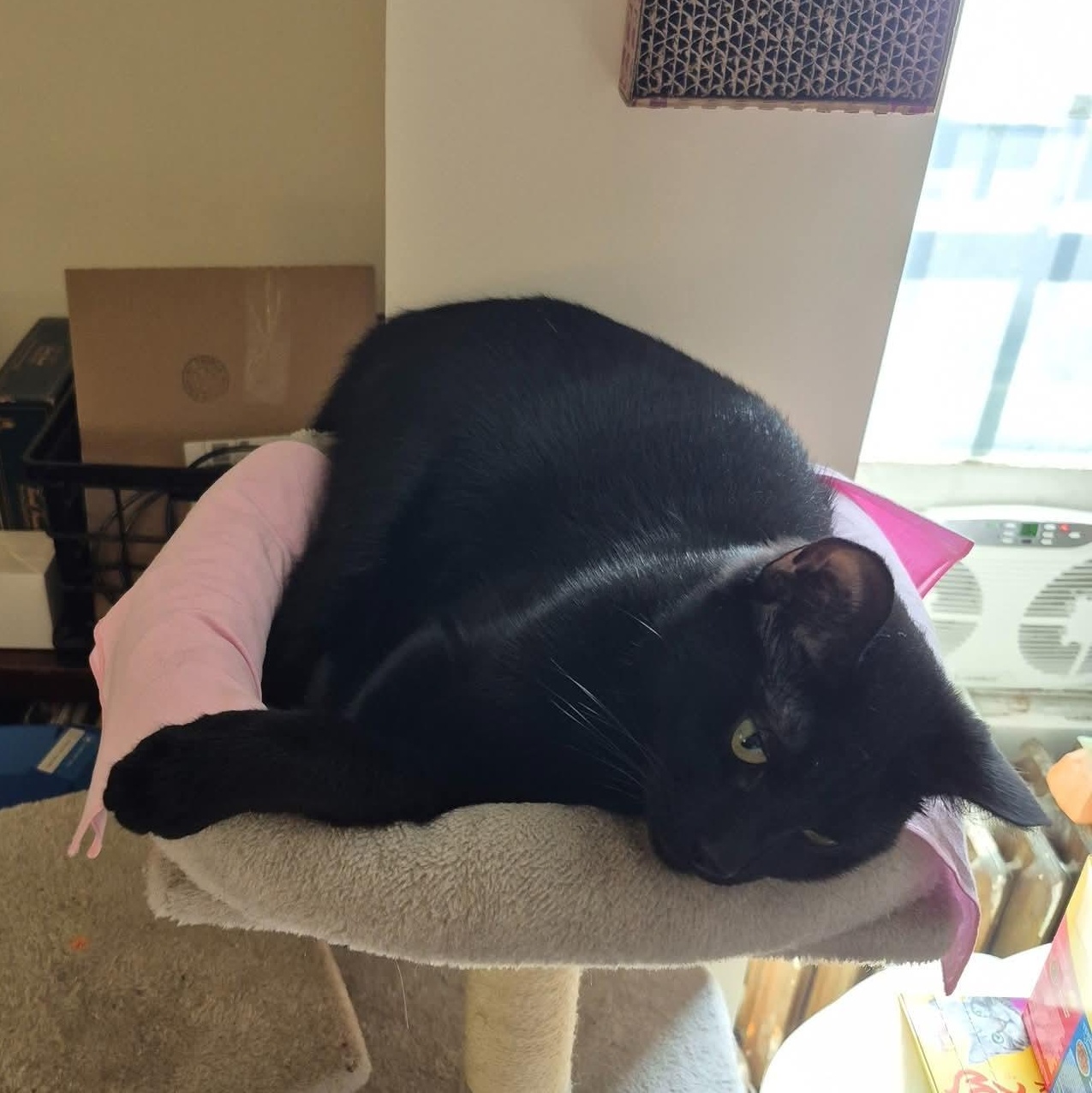 Enlarge JJ, a Adoptable Domestic Short Hair in Buffalo, NY image 5/5