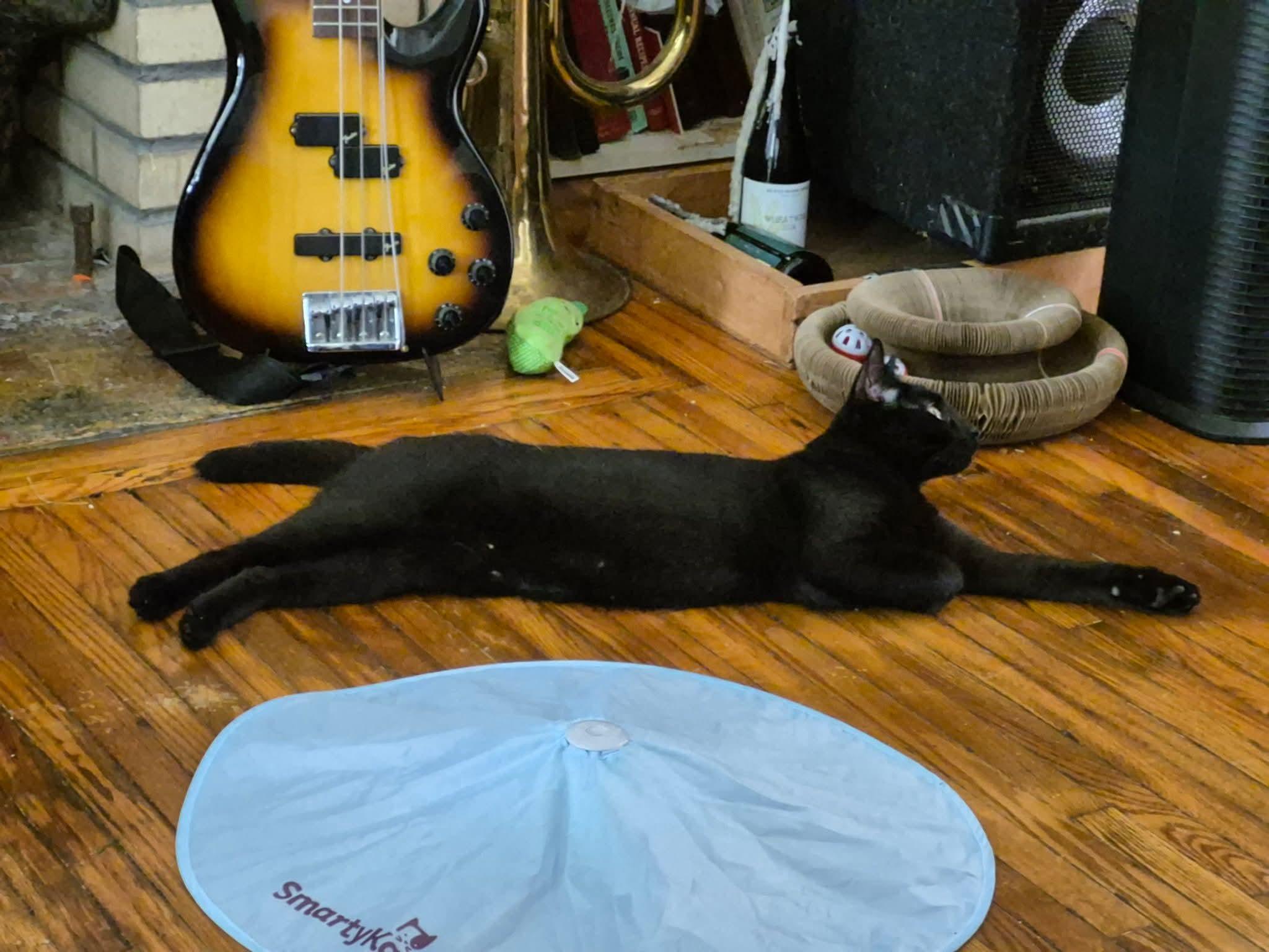 Enlarge JJ, a Adoptable Domestic Short Hair in Buffalo, NY image 4/5