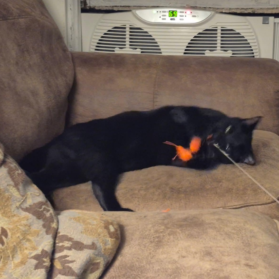 Enlarge JJ, a Adoptable Domestic Short Hair in Buffalo, NY image 3/5