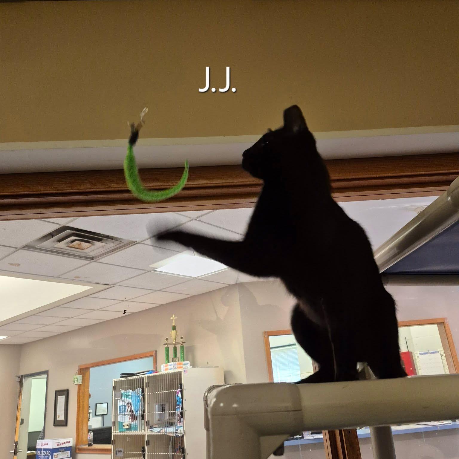 JJ, an adoptable Domestic Short Hair in Buffalo, NY image 2/4
