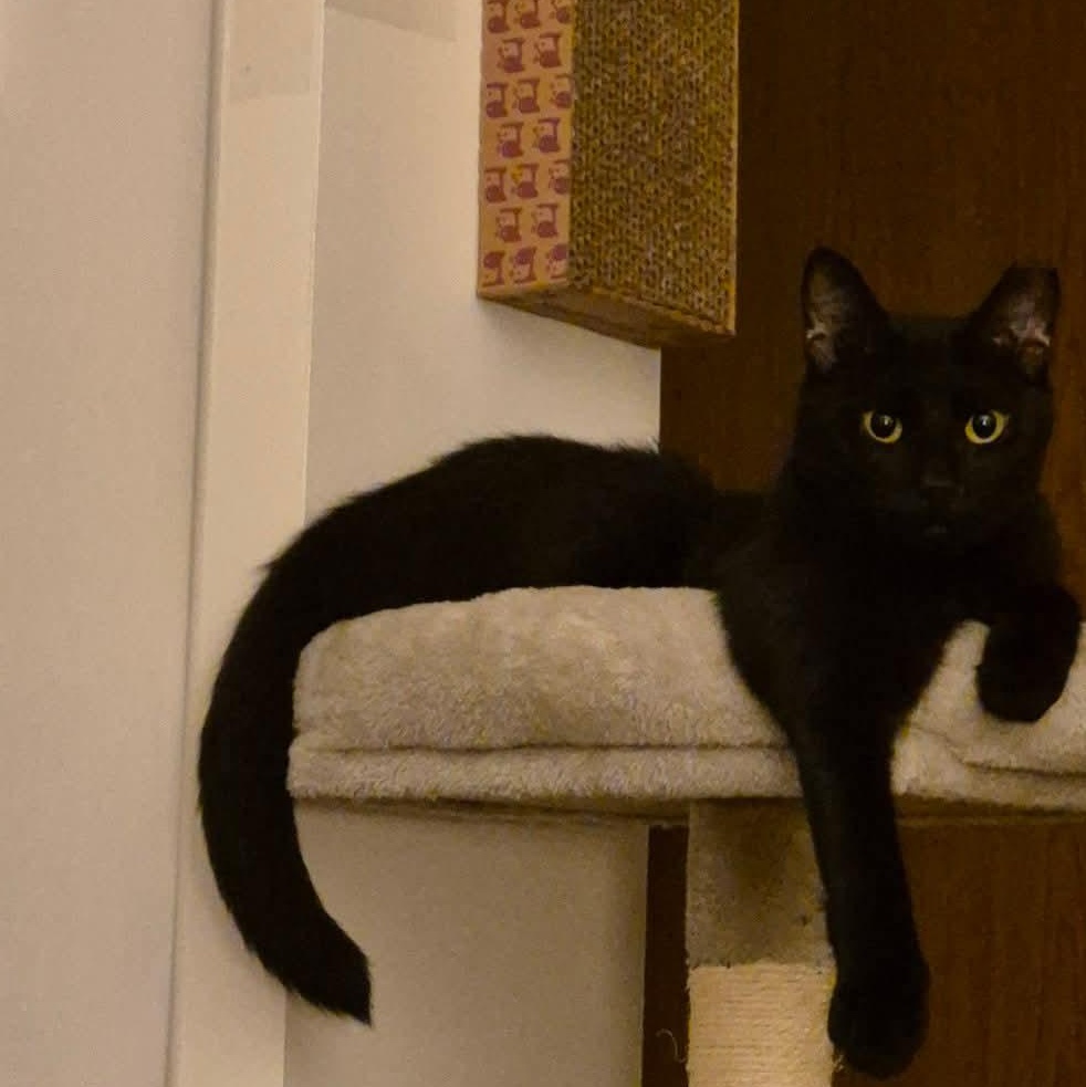 Enlarge JJ, a Adoptable Domestic Short Hair in Buffalo, NY image 1/5