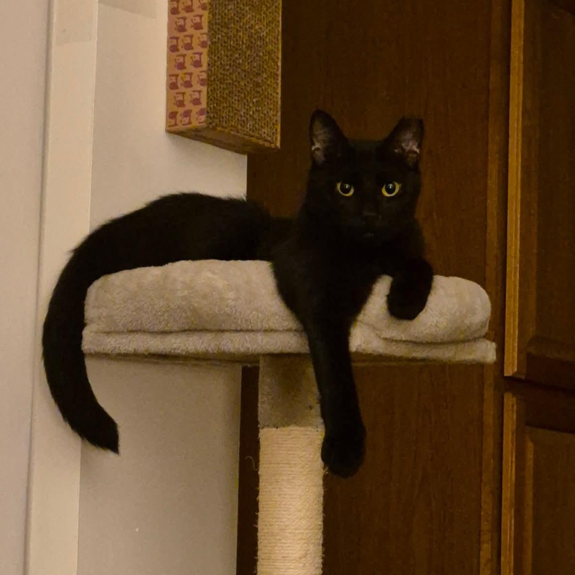 Enlarge JJ, a Adoptable Domestic Short Hair in Buffalo, NY image 1/5
