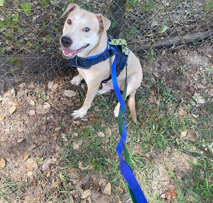 Logan, Adoptable, Adult Male Labrador Retriever & Beagle.