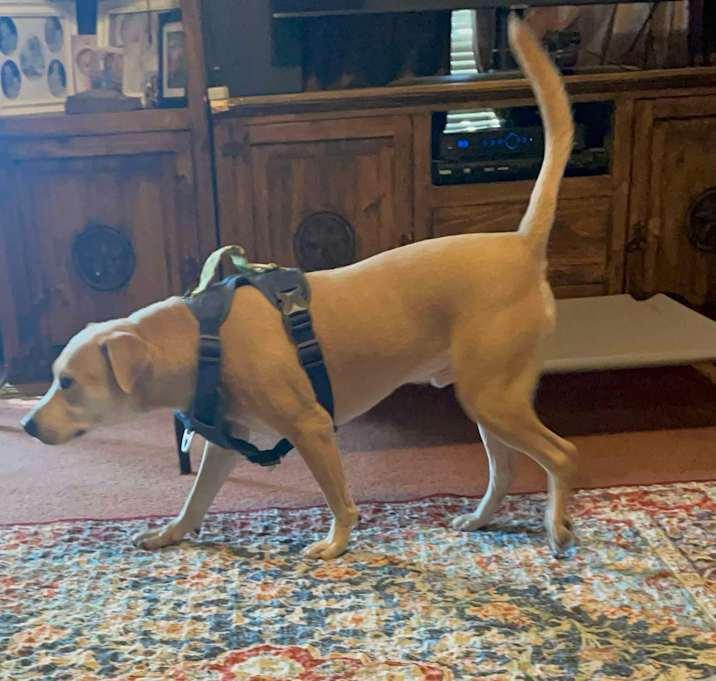 Logan, a Adoptable mixed breed in Inez, TX image 2/4