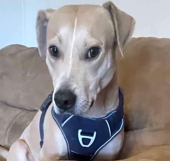 Logan, a Adoptable mixed breed in Inez, TX image 3/4