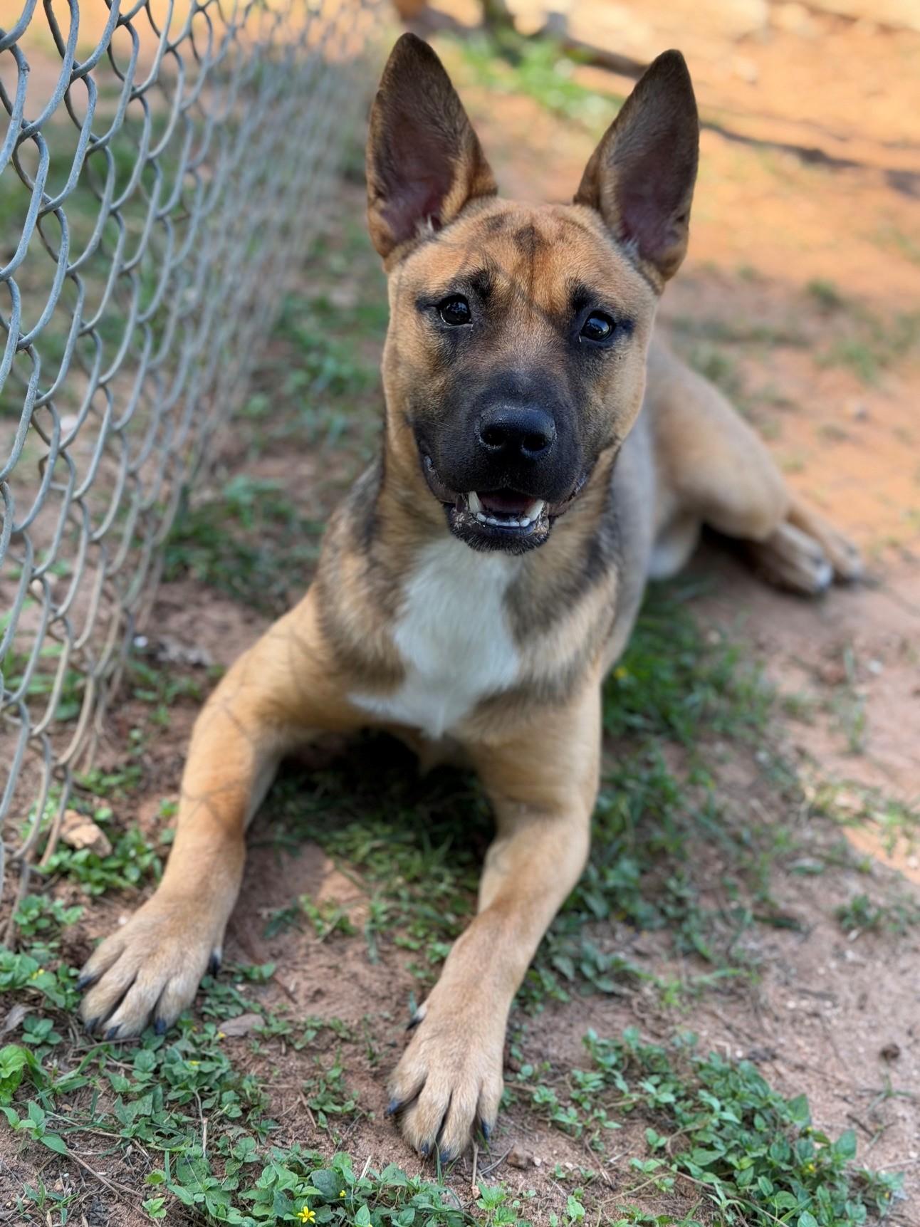 Enlarge Bonnie, an adopted mixed breed in Summerdale, AL image 1/1