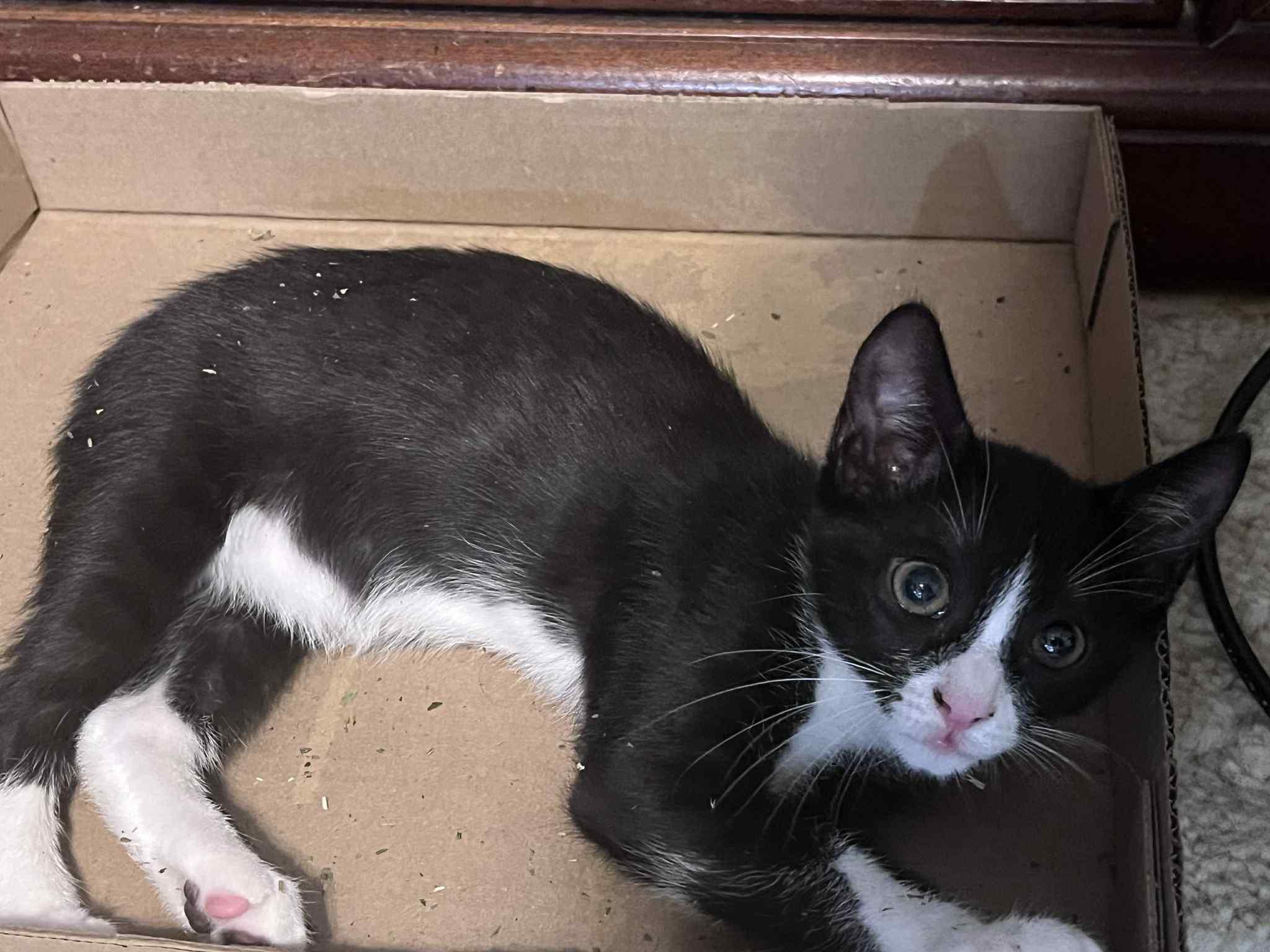 Enlarge Mach-Five, a Adopted Domestic Short Hair in Kenner, LA image 3/4