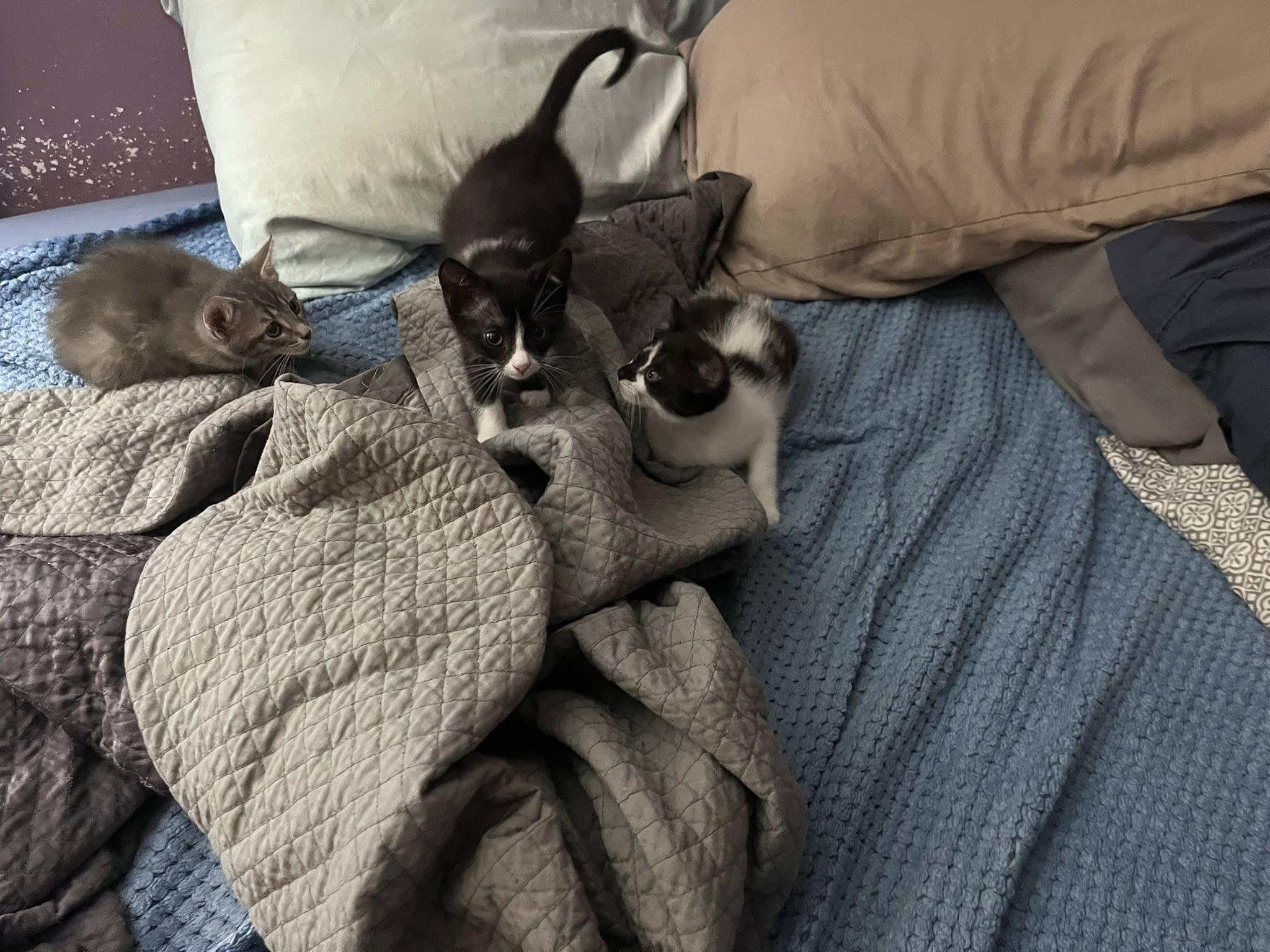 Enlarge Mach-Five, a Adopted Domestic Short Hair in Kenner, LA image 4/4