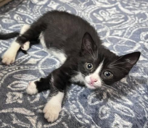 Enlarge Mach-Five, a Adopted Domestic Short Hair in Kenner, LA image 1/4