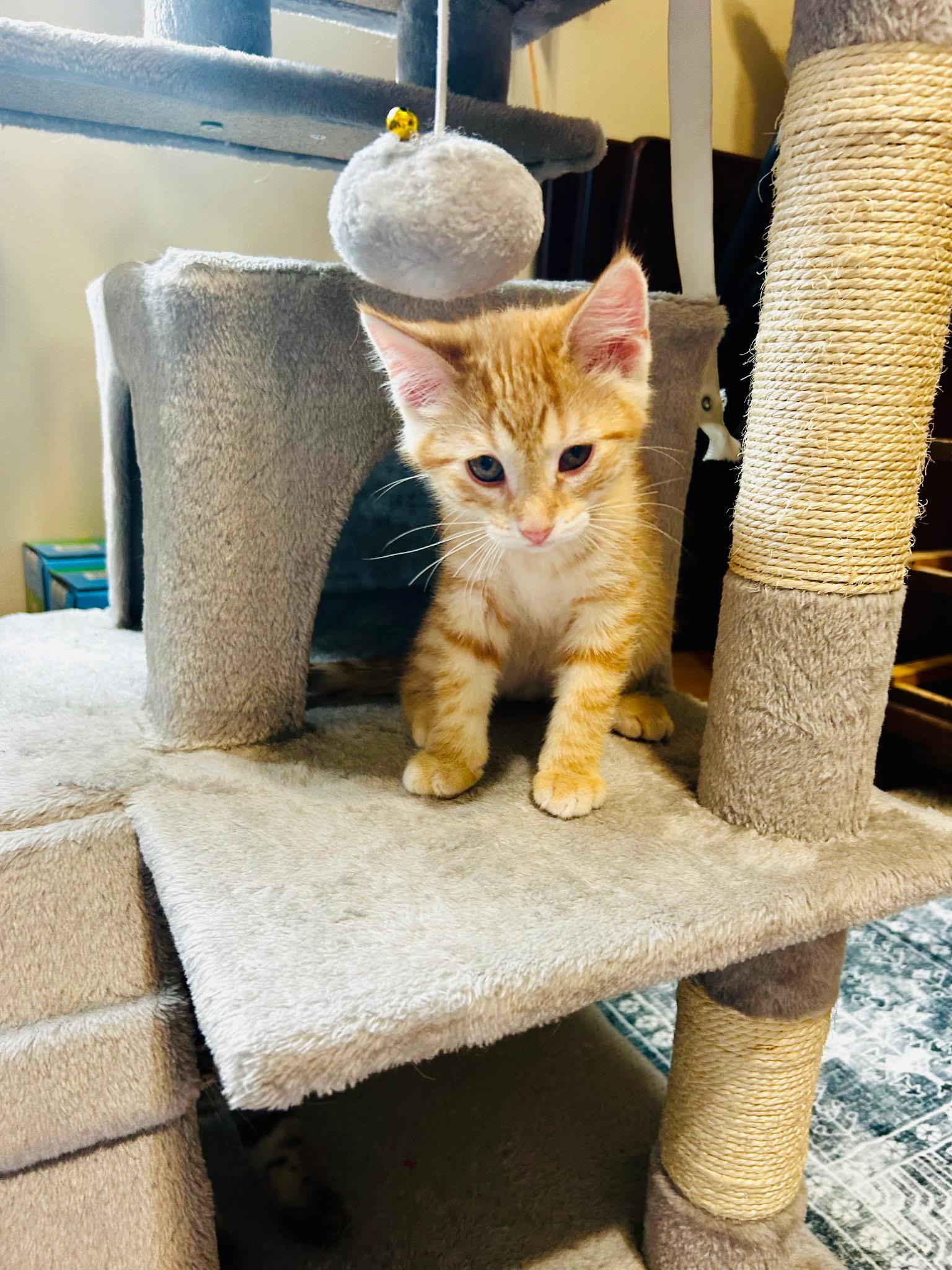 Stone Cold, an adopted Domestic Short Hair in Valley City, ND image 3/3