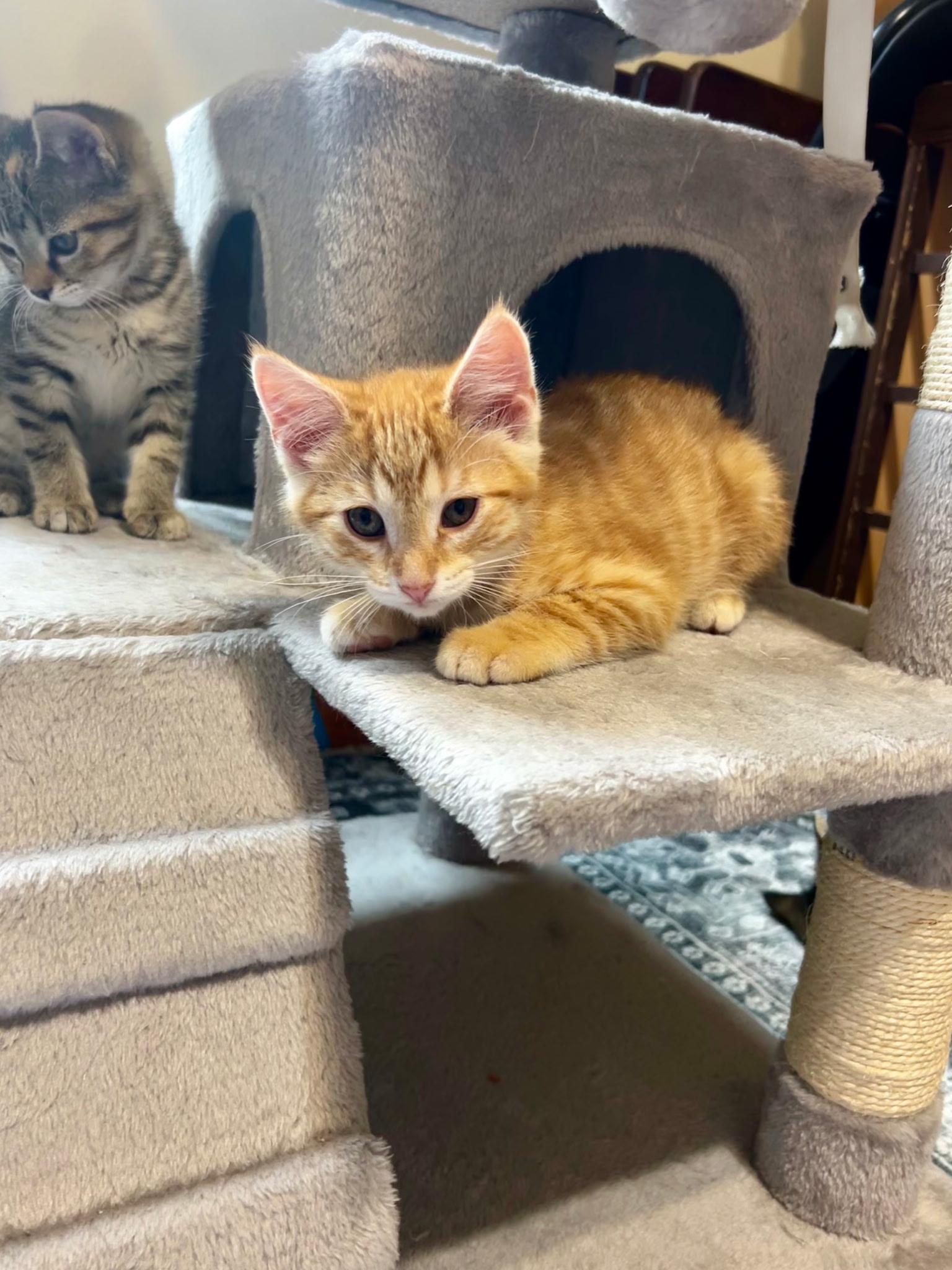 Stone Cold, an adopted Domestic Short Hair in Valley City, ND image 2/3