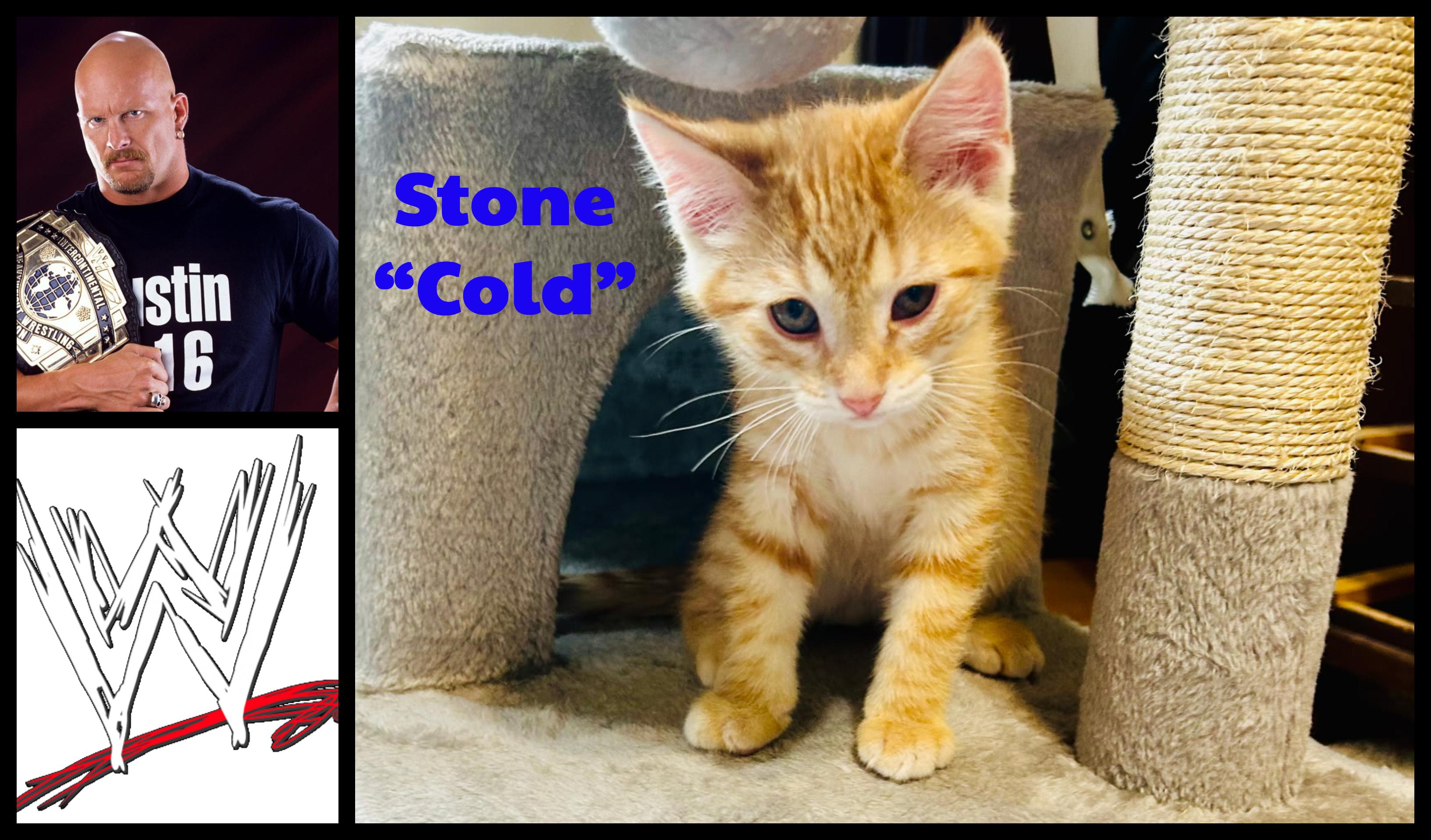 Stone Cold, adopted, Kitten Male Domestic Short Hair.