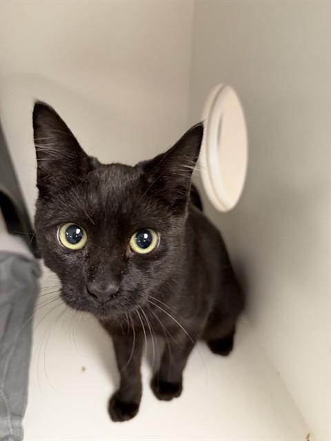 Enlarge MARVEL - ADOPTION PENDING, a Adoptable Domestic Short Hair in Ontario, CA image 1/1