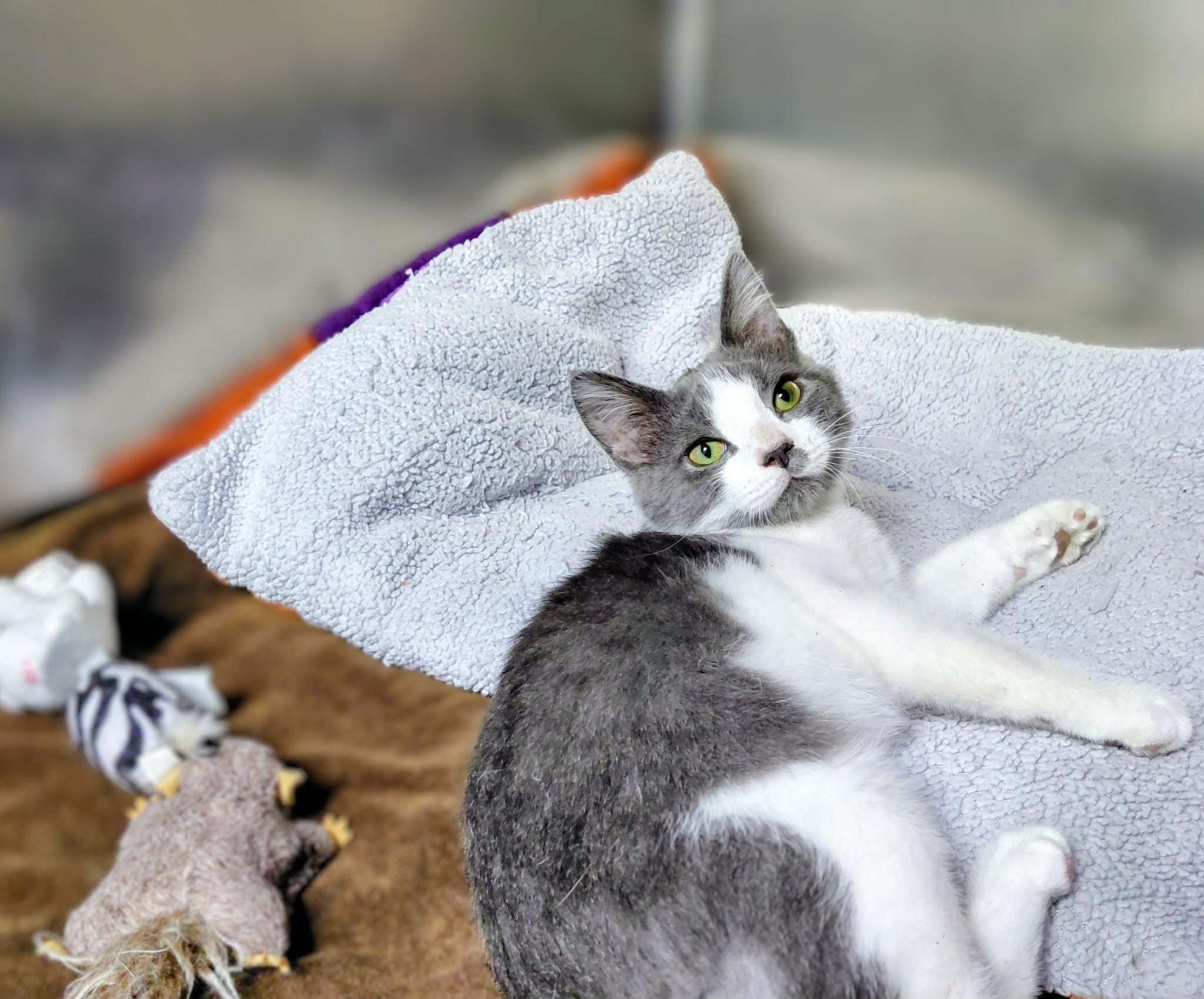 Enlarge Romeo, a Adoptable Domestic Short Hair in Onley, VA image 3/5
