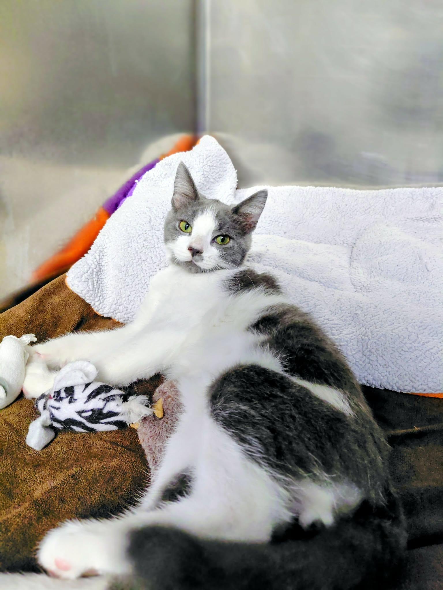Enlarge Romeo, a Adoptable Domestic Short Hair in Onley, VA image 4/5