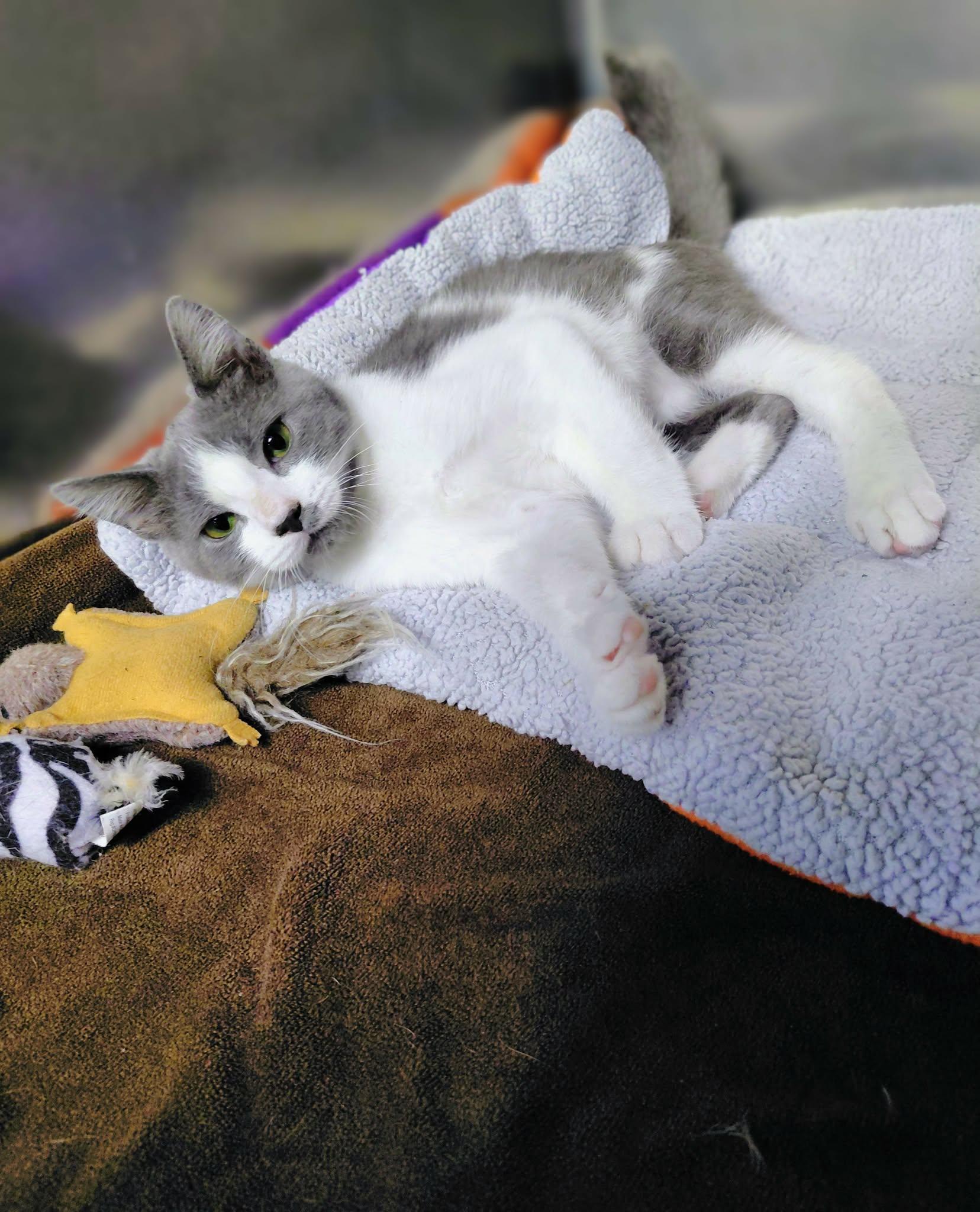Enlarge Romeo, a Adoptable Domestic Short Hair in Onley, VA image 2/5