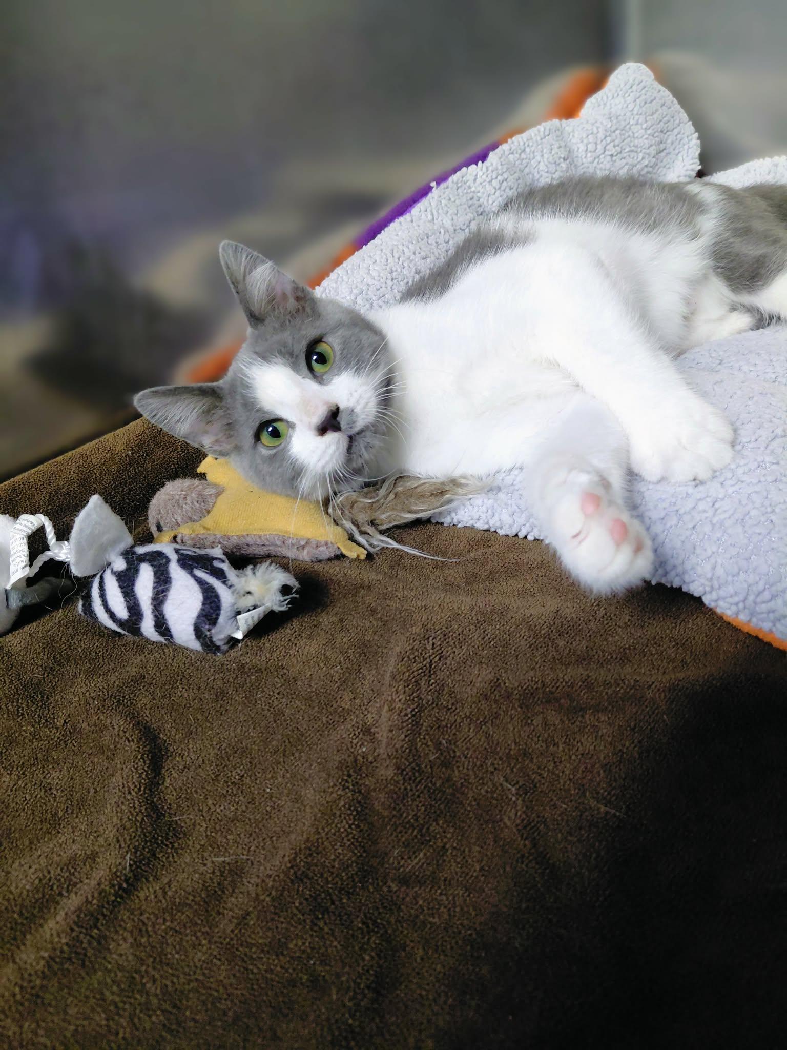 Enlarge Romeo, a Adoptable Domestic Short Hair in Onley, VA image 5/5