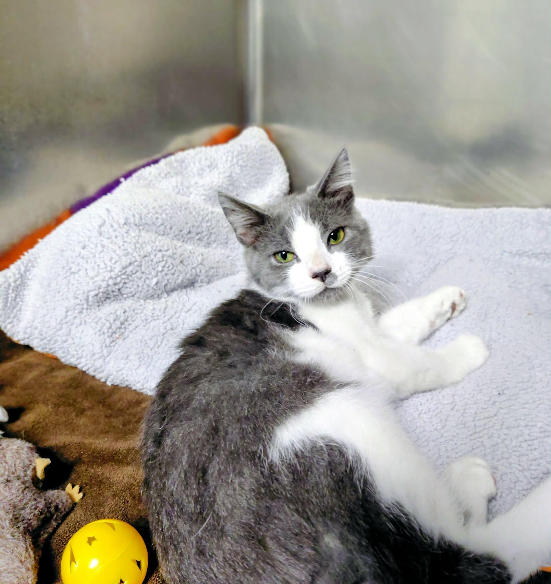 Enlarge Romeo, a Adoptable Domestic Short Hair in Onley, VA image 1/5