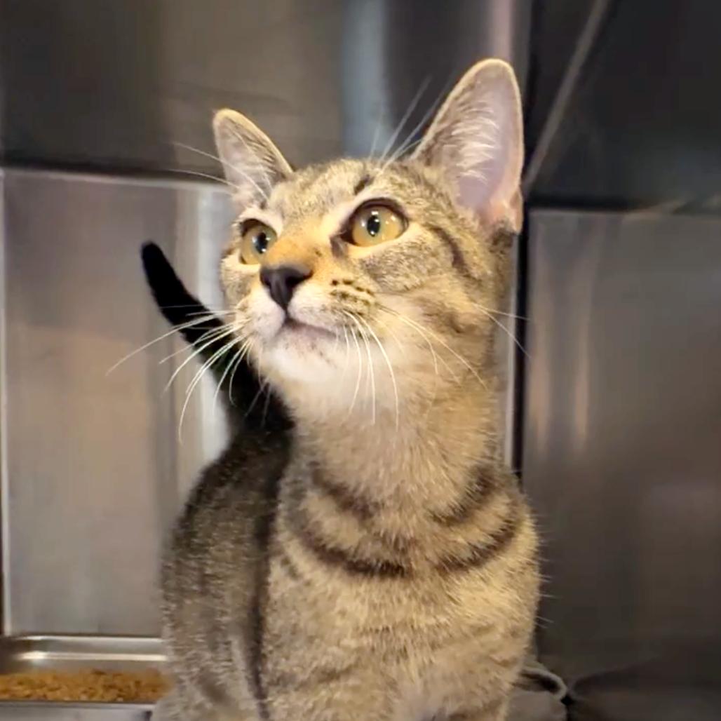 Gidget — thumbnail 2