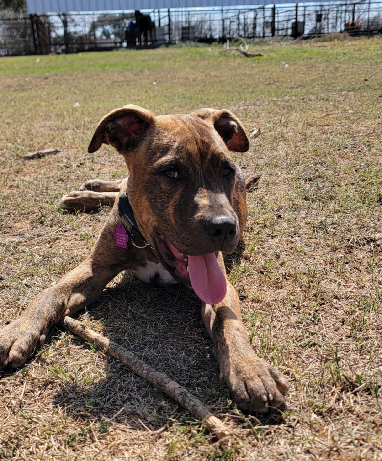 Archer, Adopted, Young Male Staffordshire Bull Terrier & Boxer.
