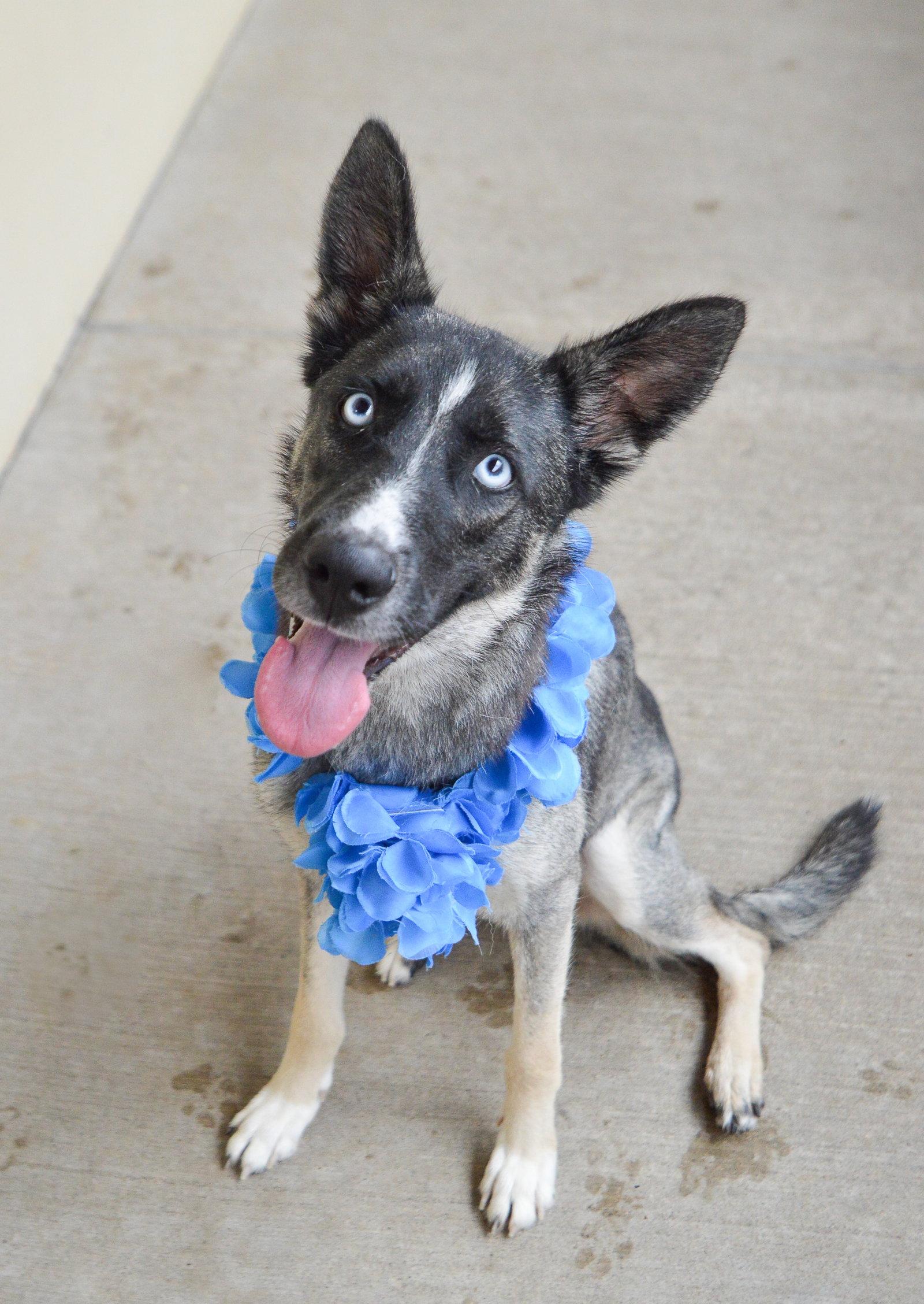 Trophy, a Adoptable Husky in McKinney, TX image 1/3