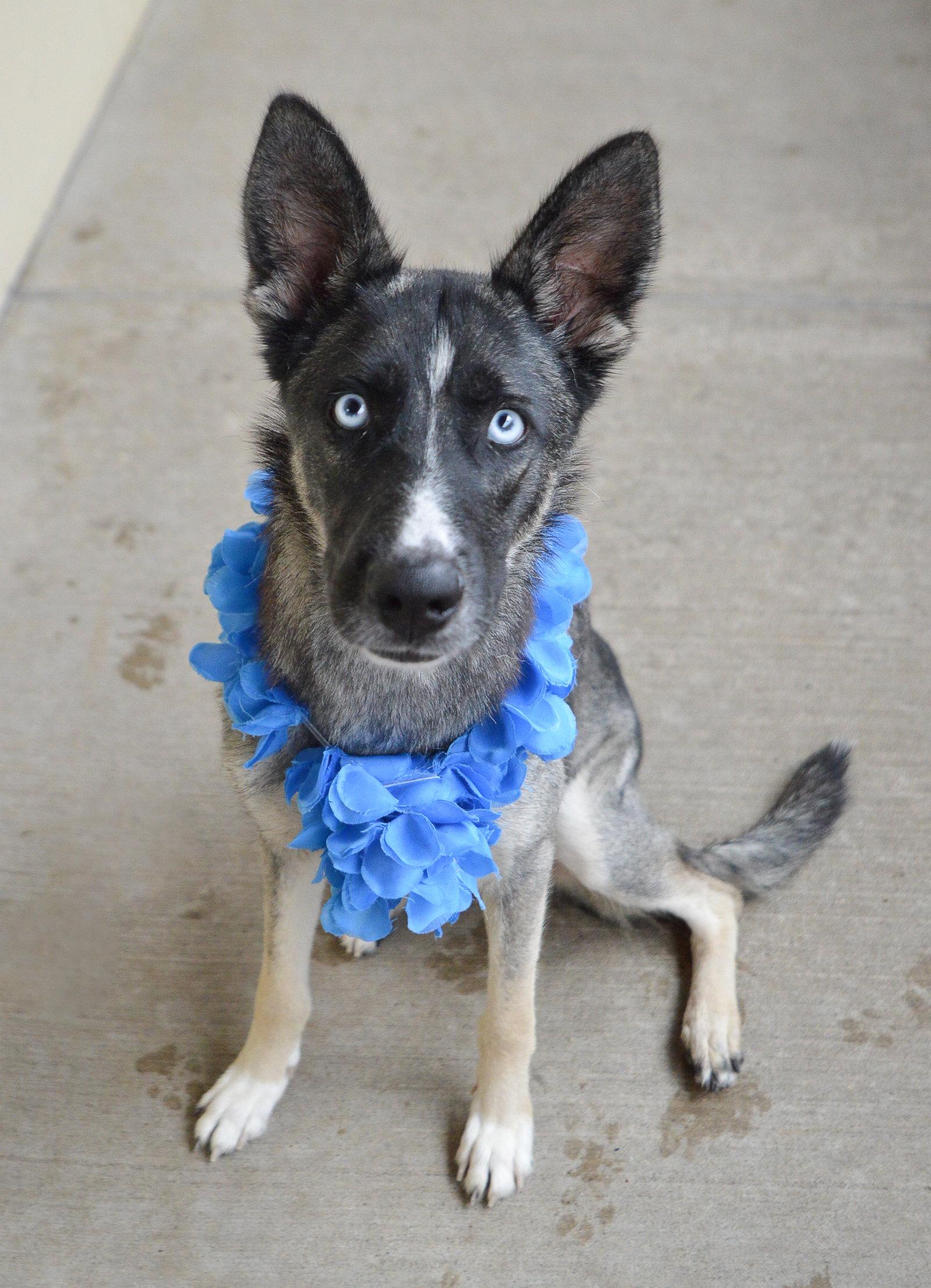 Trophy, a Adoptable Husky in McKinney, TX image 2/3