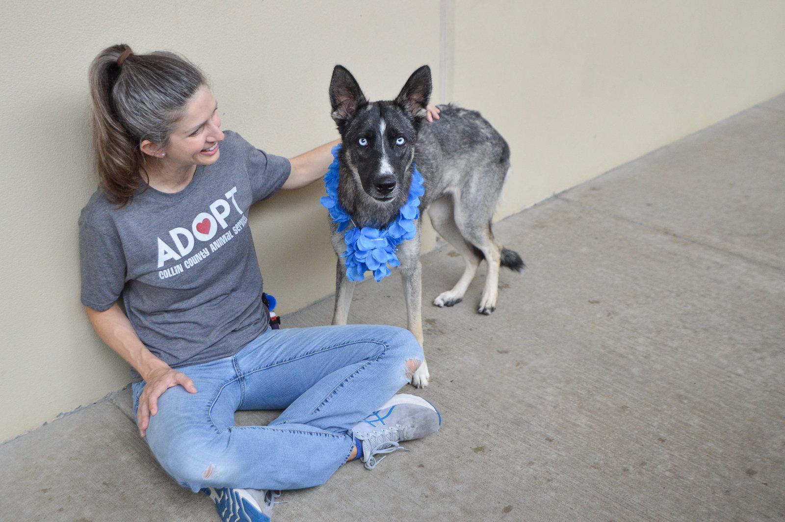 Trophy, a Adoptable Husky in McKinney, TX image 3/3