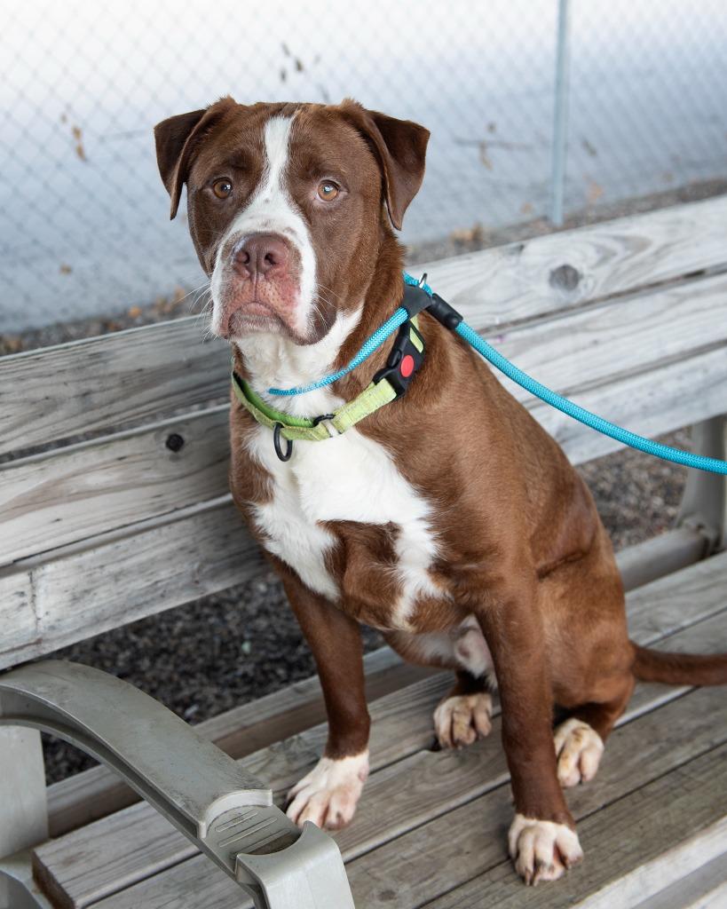 Hammy, Adoptable, Adult Male Pit Bull Terrier.