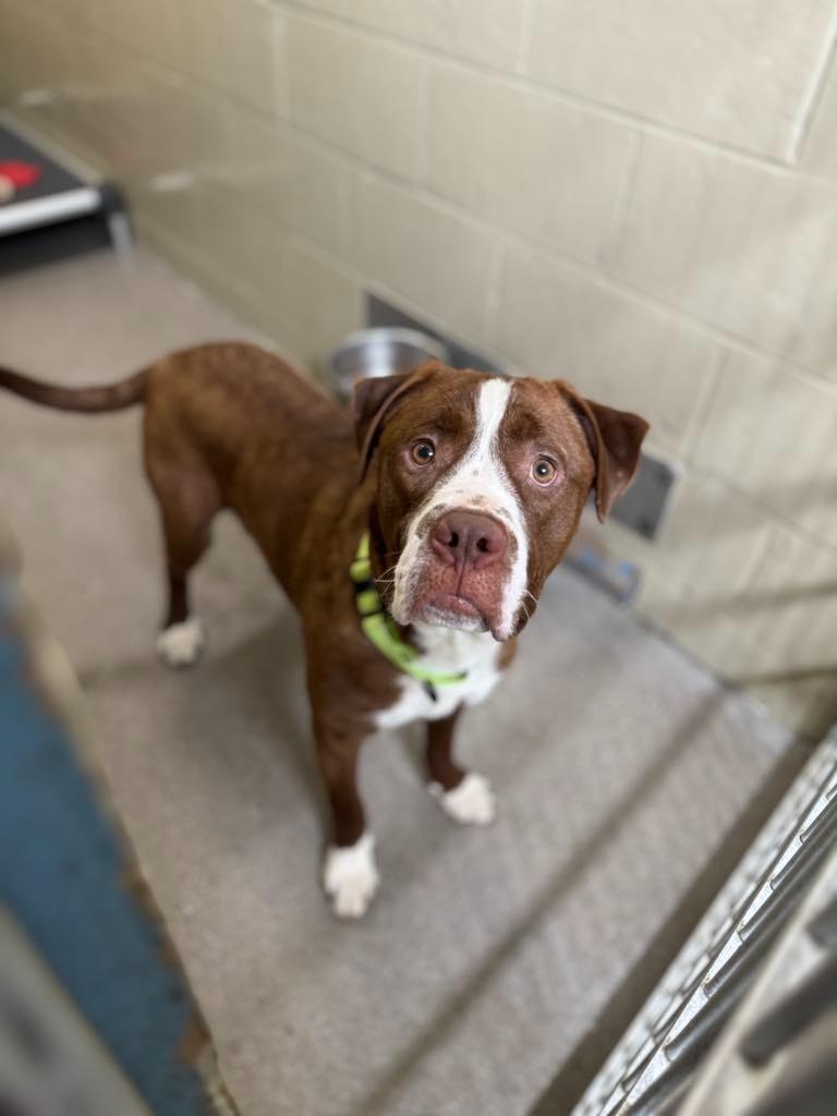 Hammy, a Adoptable Pit Bull Terrier in Boone, IA image 2/2