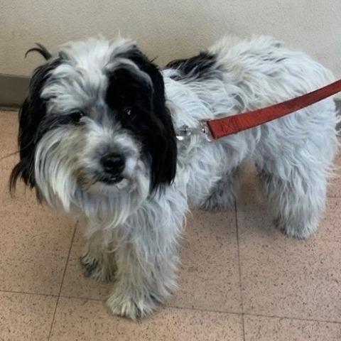 Enlarge Daniel, a Adoptable Shih Tzu in Pacifica, CA image 1/2