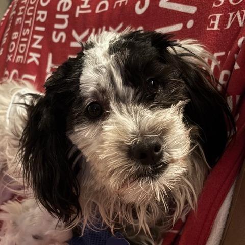 Enlarge Daniel, a Adoptable Shih Tzu in Pacifica, CA image 2/2