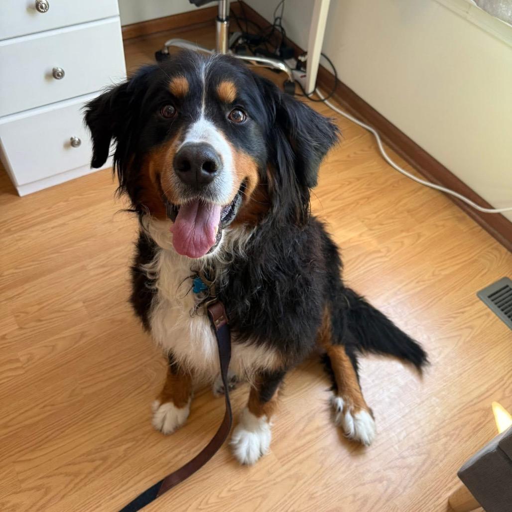 Lucy van Pelt, Adoptable, Adult Female Bernese Mountain Dog.