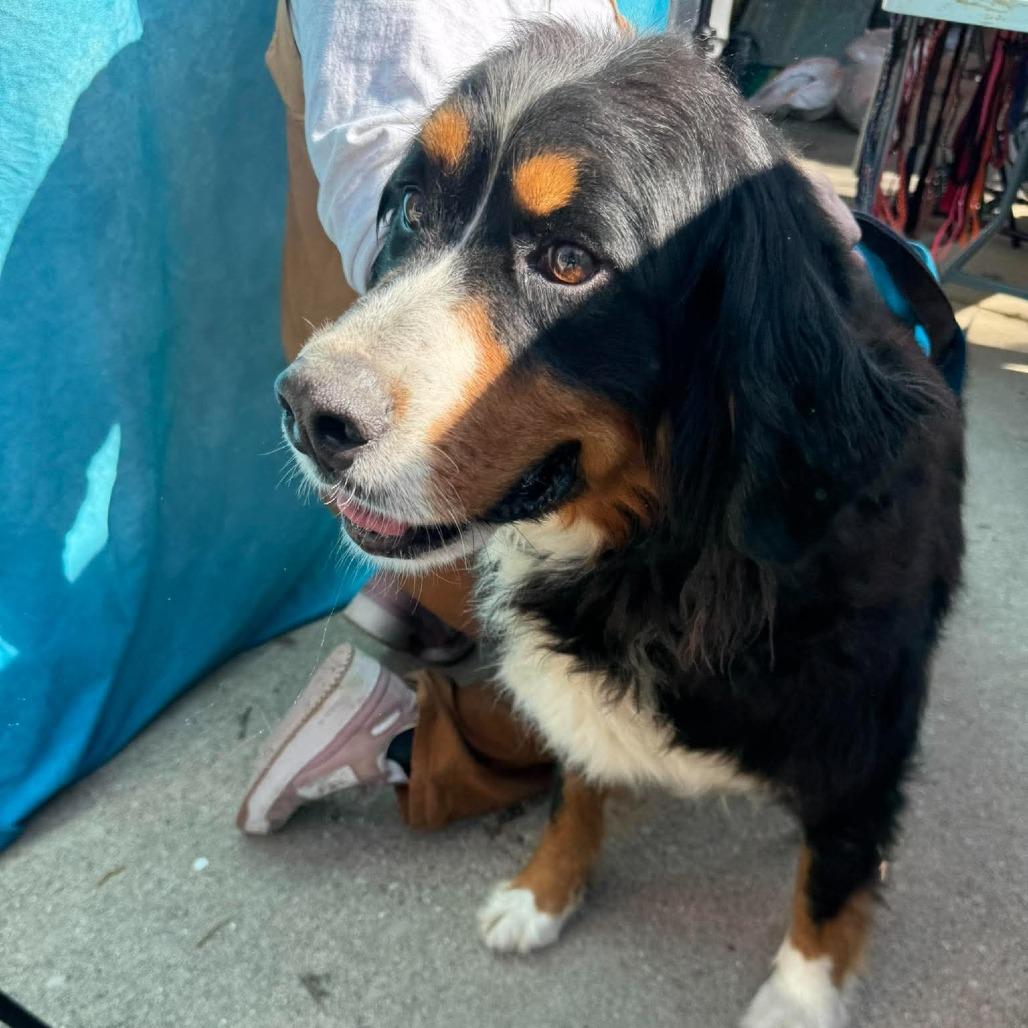 Enlarge Lucy van Pelt, a Adoptable Bernese Mountain Dog in St. Charles, IL image 2/3