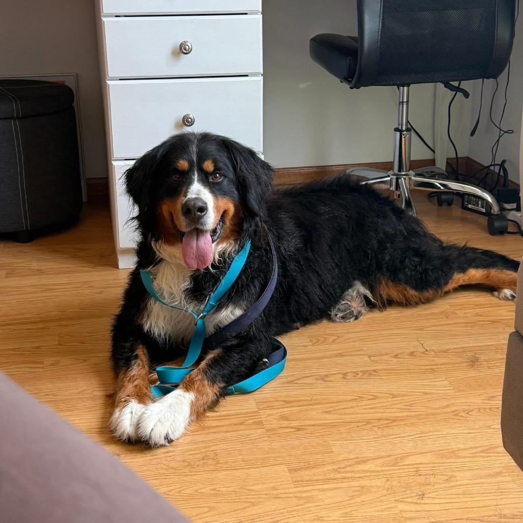 Enlarge Lucy van Pelt, a Adoptable Bernese Mountain Dog in St. Charles, IL image 3/3