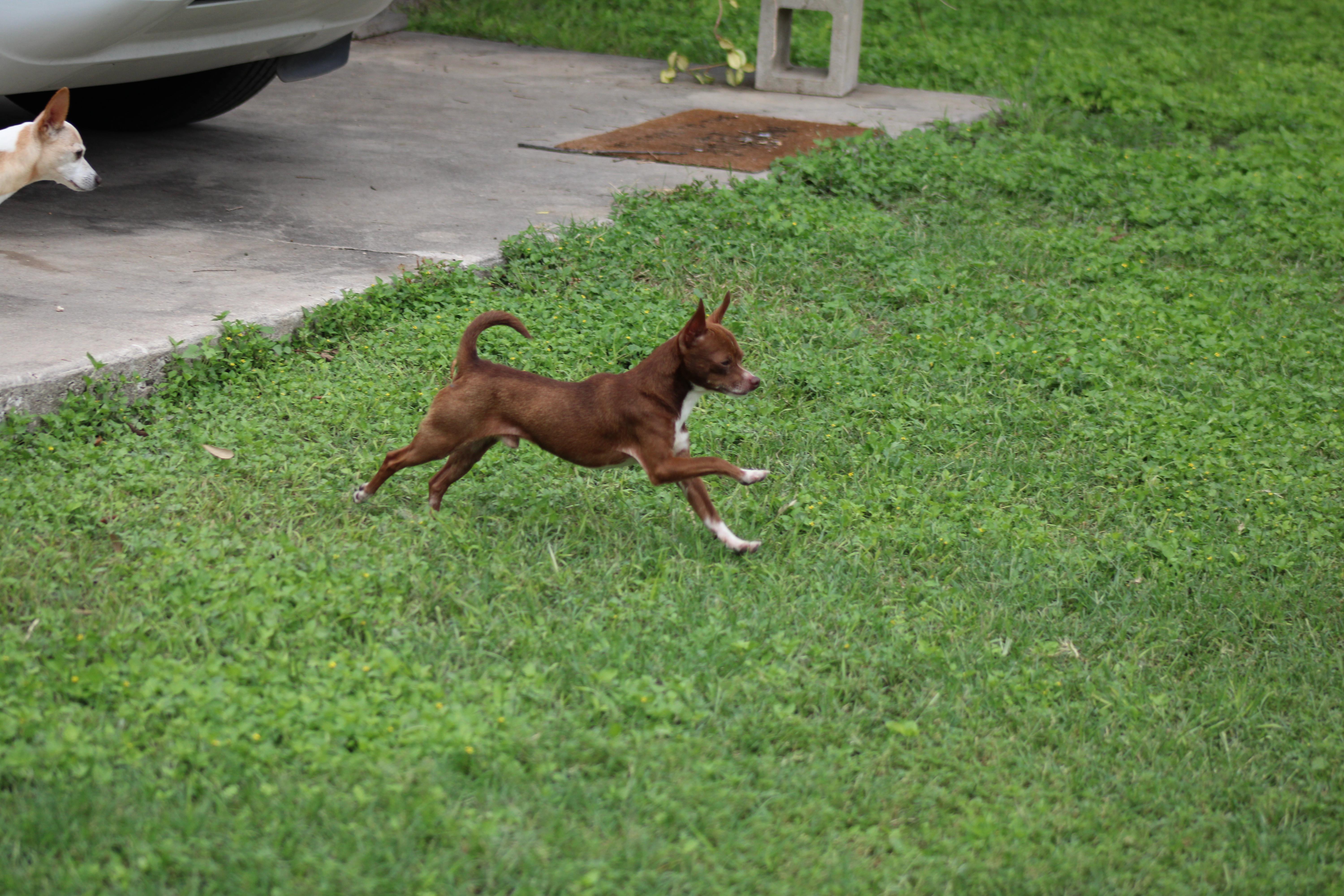 Viggo, a Adoptable Chihuahua in Austin, TX image 2/4