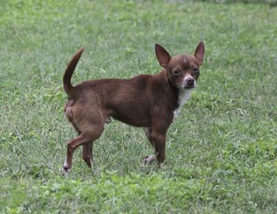 Viggo, a Adoptable Chihuahua in Austin, TX image 3/4