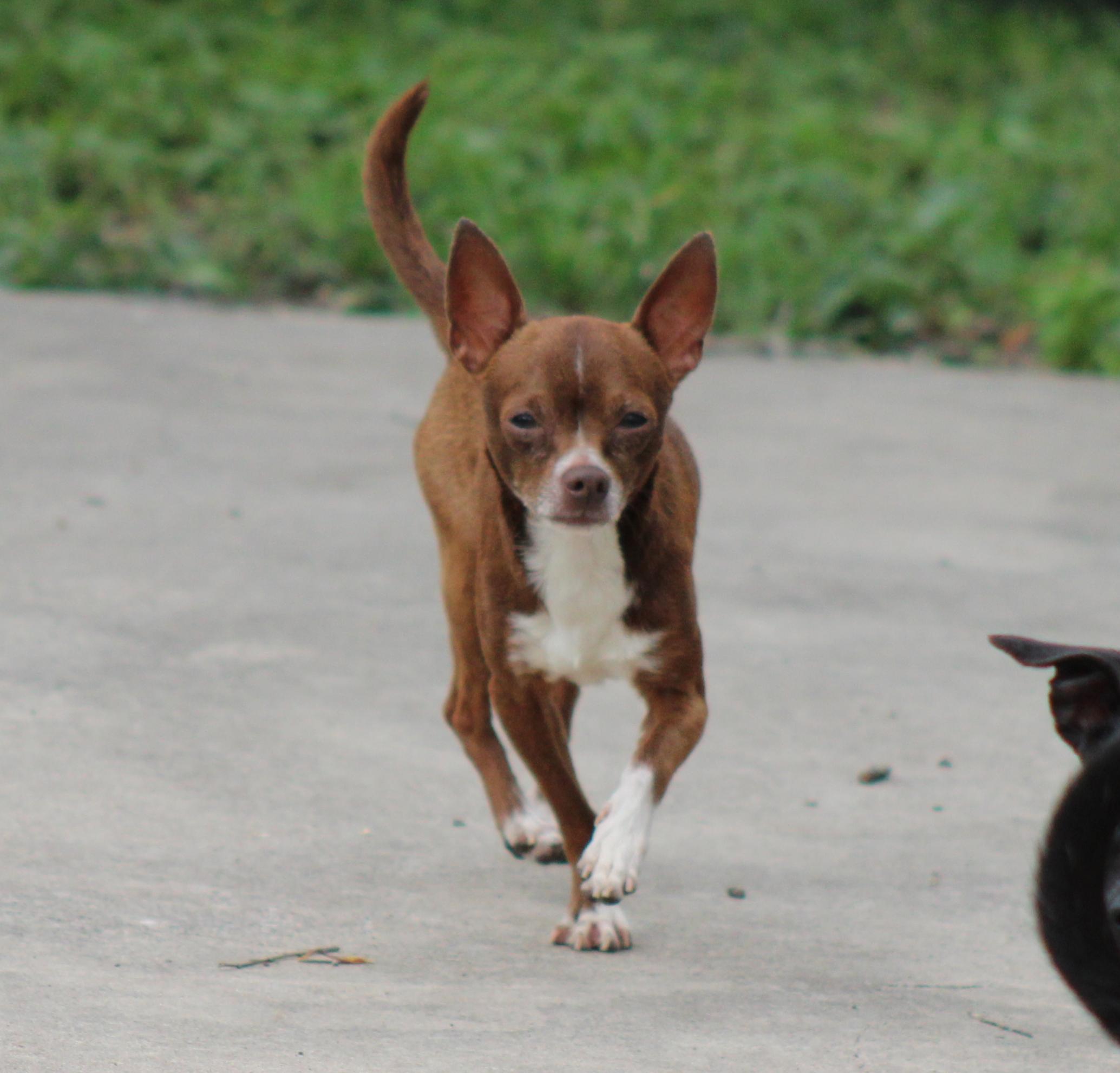 Viggo, a Adoptable Chihuahua in Austin, TX image 4/4