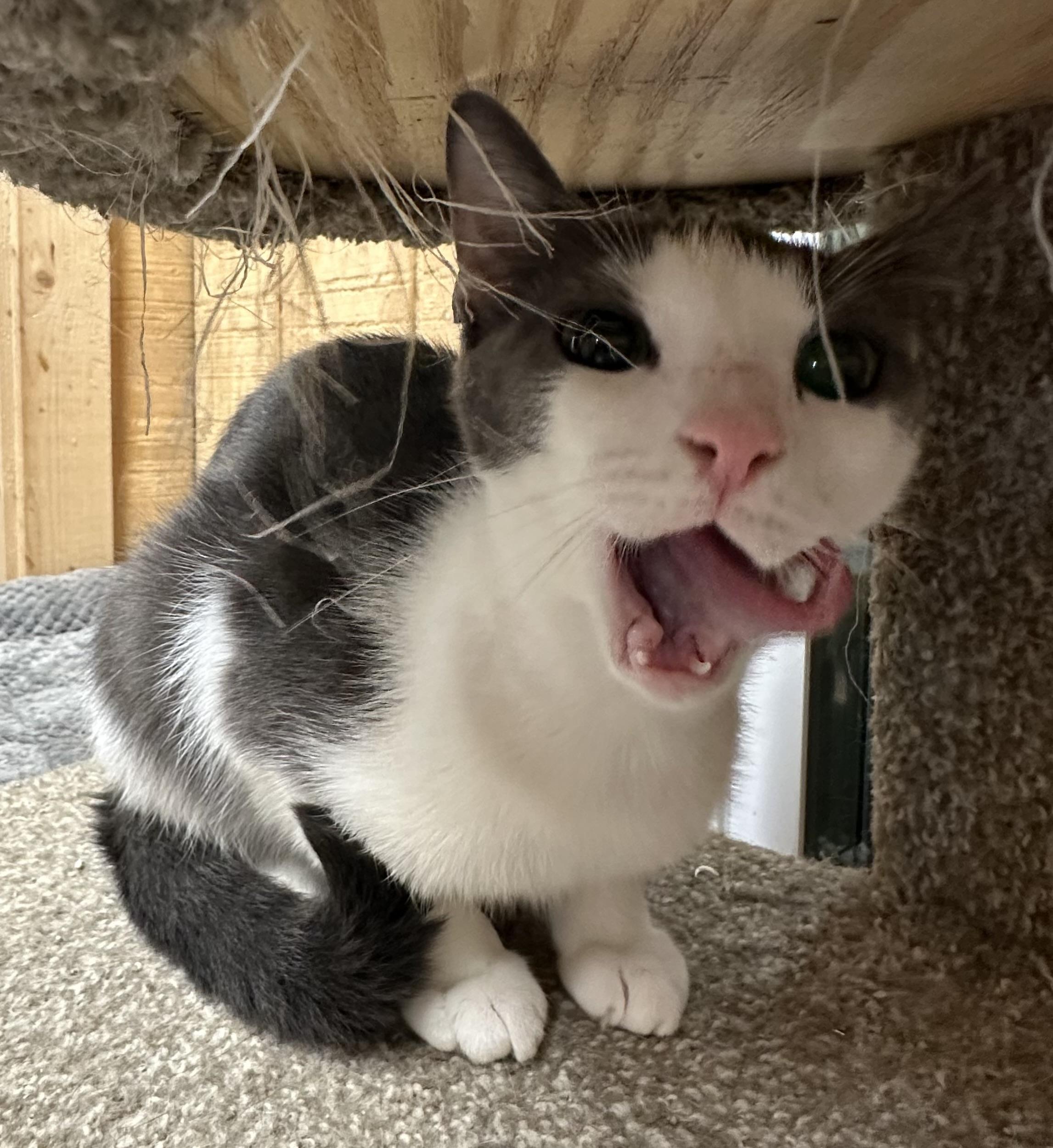 Frieda, adopted, Adult Female Russian Blue & Domestic Short Hair.