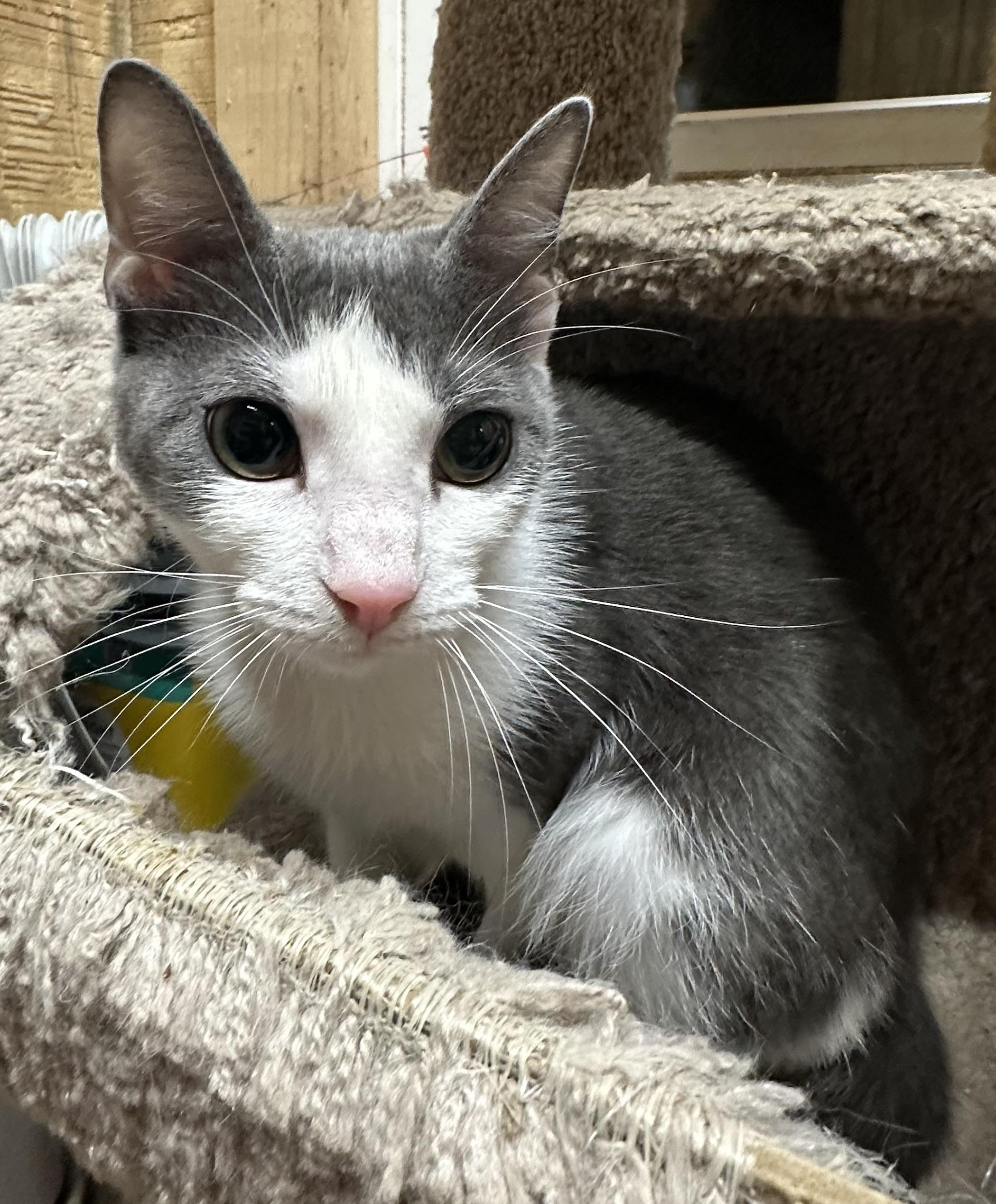 Enlarge Frieda, an adopted mixed breed in Marion, NC image 2/2