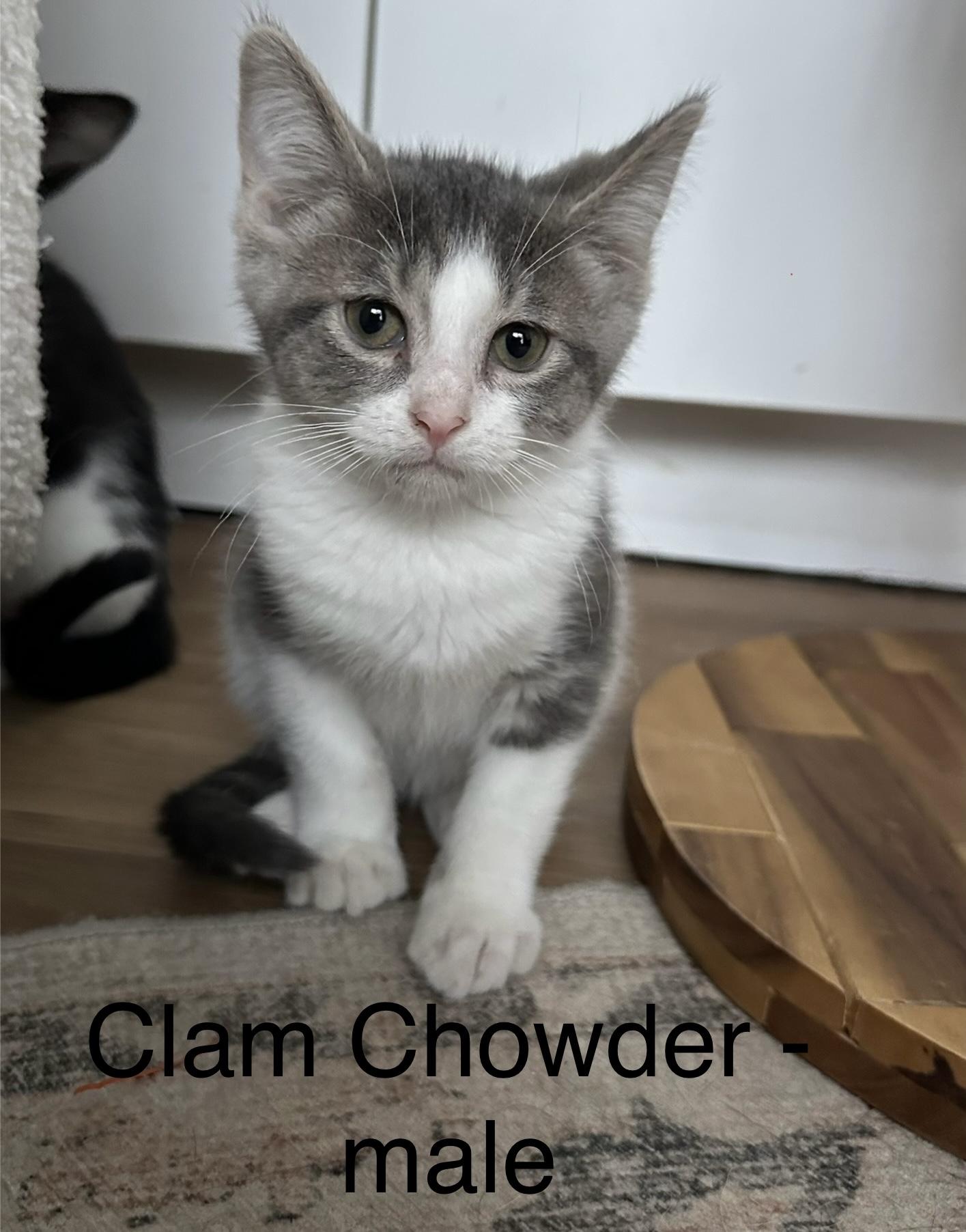 Enlarge Clam Chowder, an adopted mixed breed in Crystal Lake, IL image 2/3