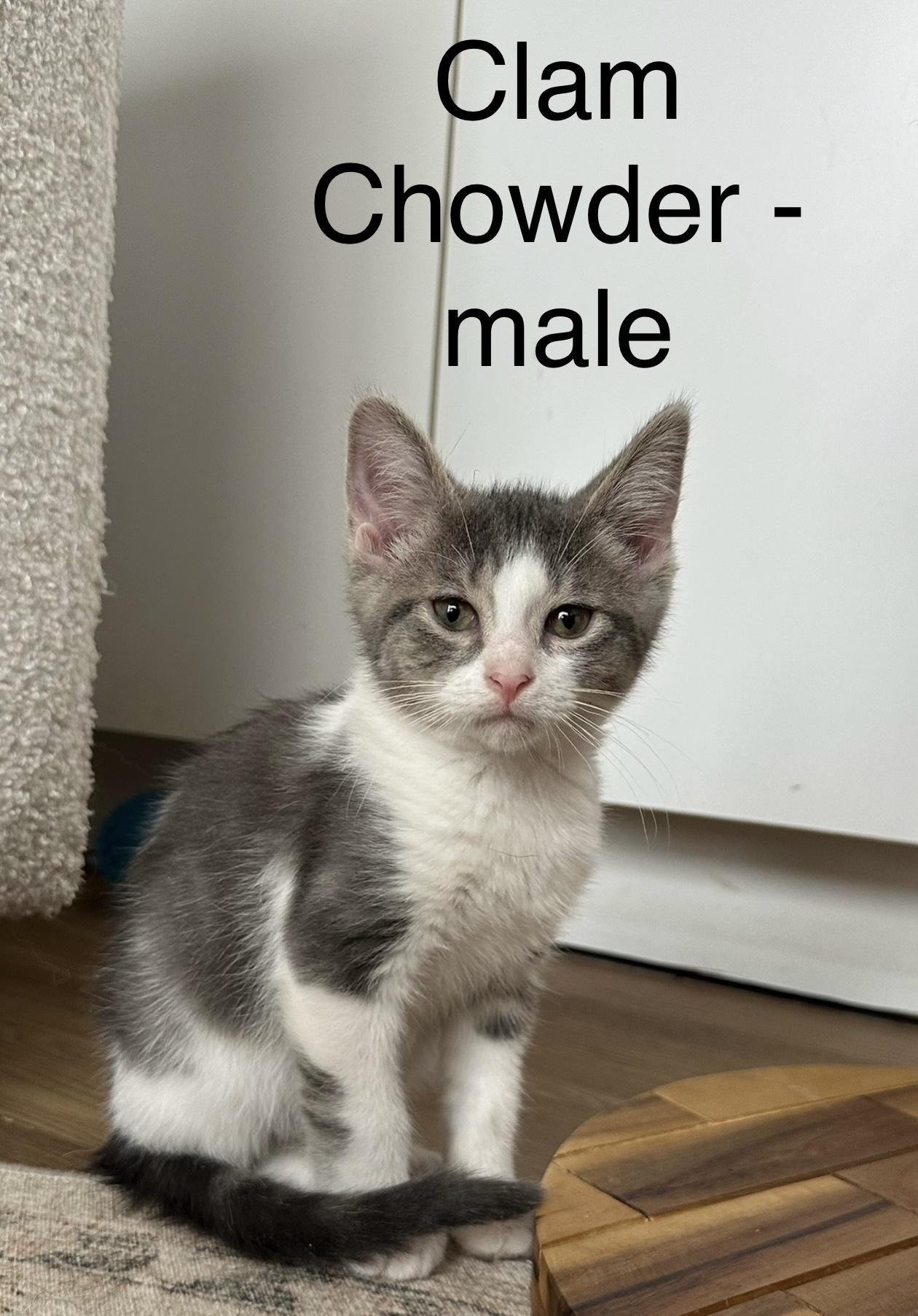 Enlarge Clam Chowder, an adopted mixed breed in Crystal Lake, IL image 1/3