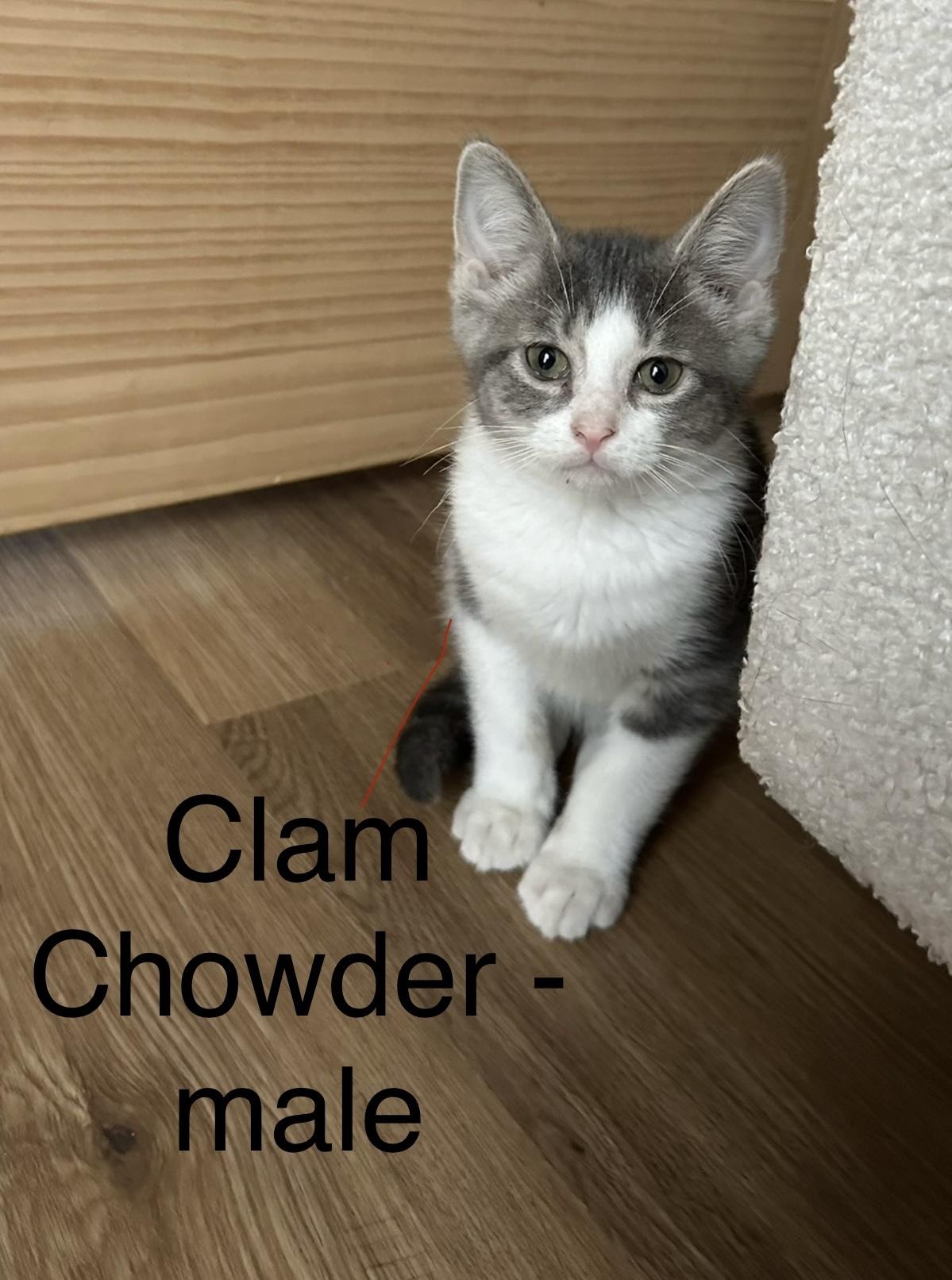 Enlarge Clam Chowder, an adopted mixed breed in Crystal Lake, IL image 3/3