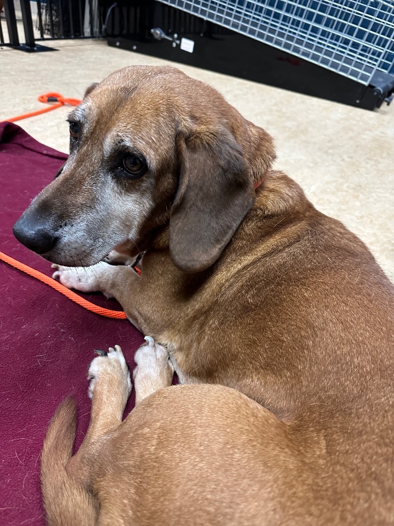 Oscar - needs a foster or adopter outside of Pierce County, Adopted, Senior Male Basset Hound.
