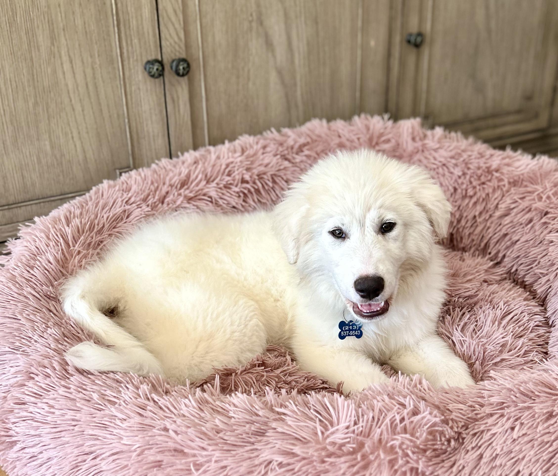 Bowie, Adopted, Puppy Male Great Pyrenees.