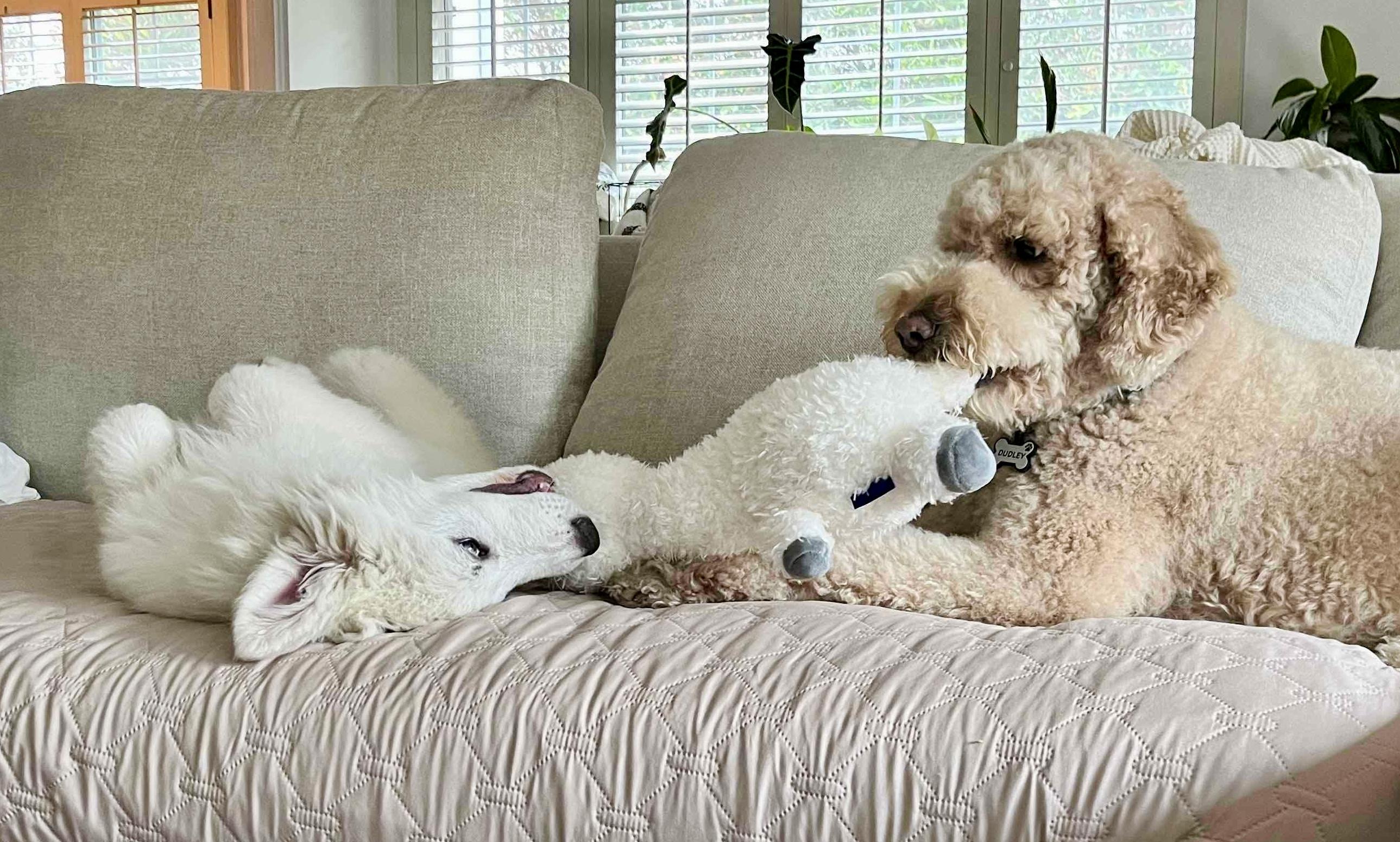 Bowie, a Adopted Great Pyrenees in North Hollywood, CA image 2/5